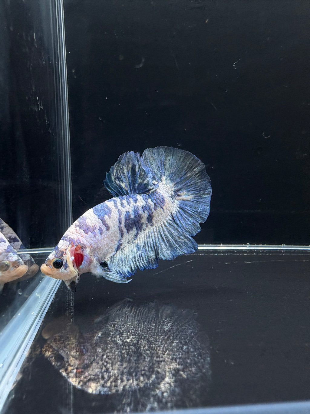 Blue Marble HMPK Male Betta | CG-36