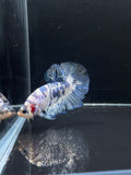 Blue Marble HMPK Male Betta | CG-36