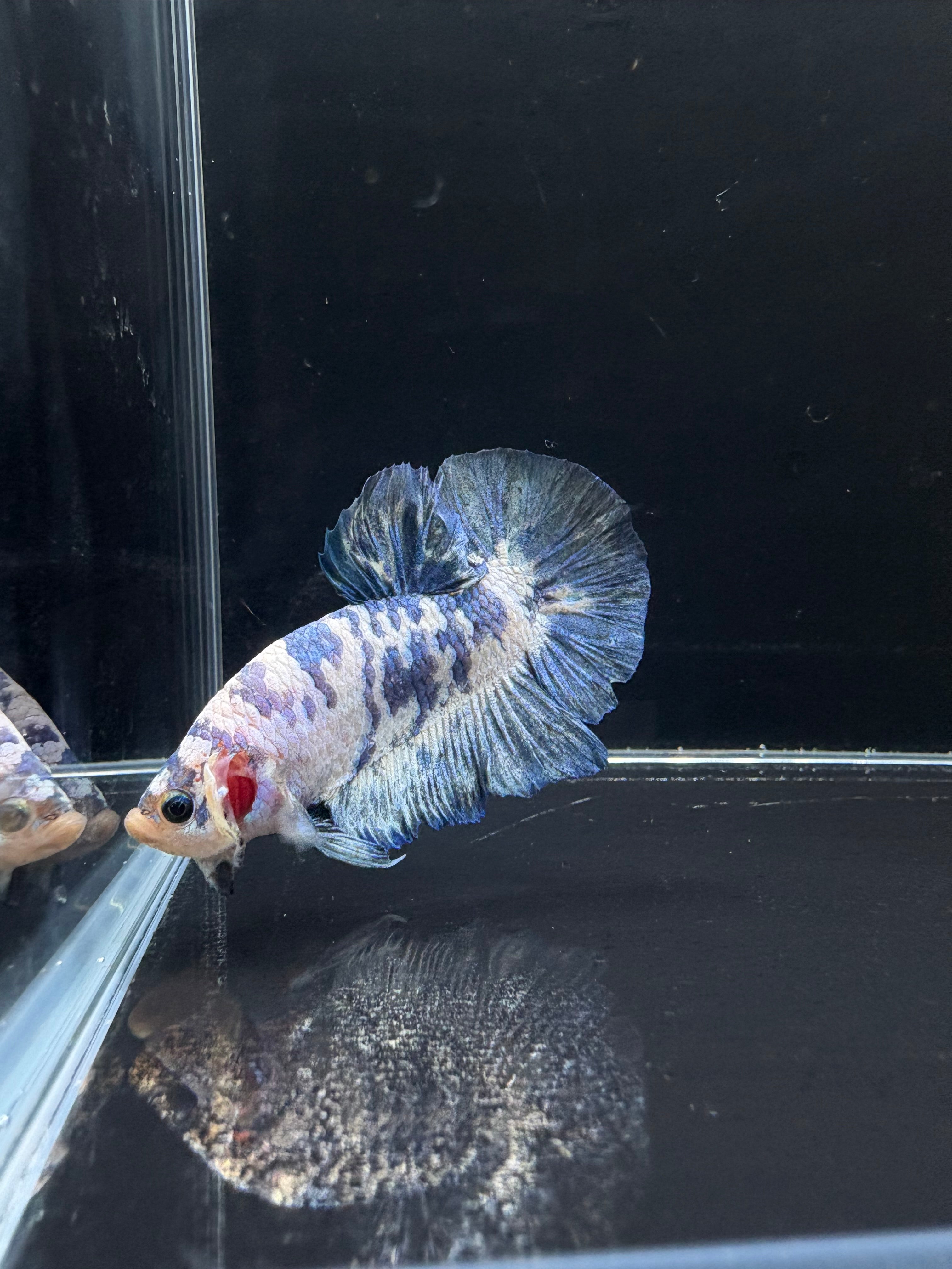 Blue Marble HMPK Male Betta | CG-36