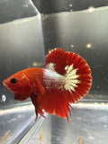 FCCP Breeding Pair