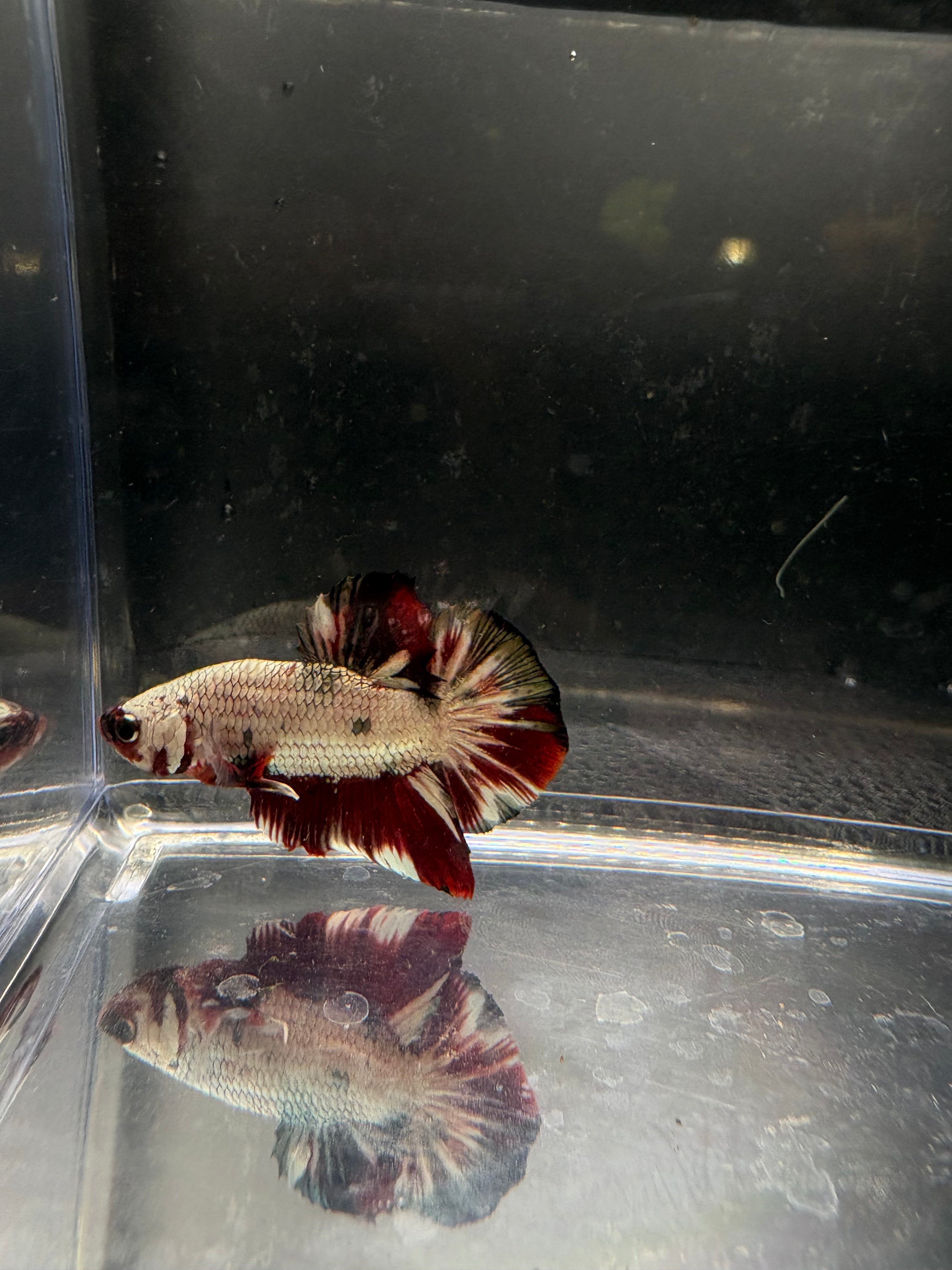 Red Copper Samurai HMPK — M-025