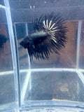 Black Orchid King Crowntail Betta | CG-87