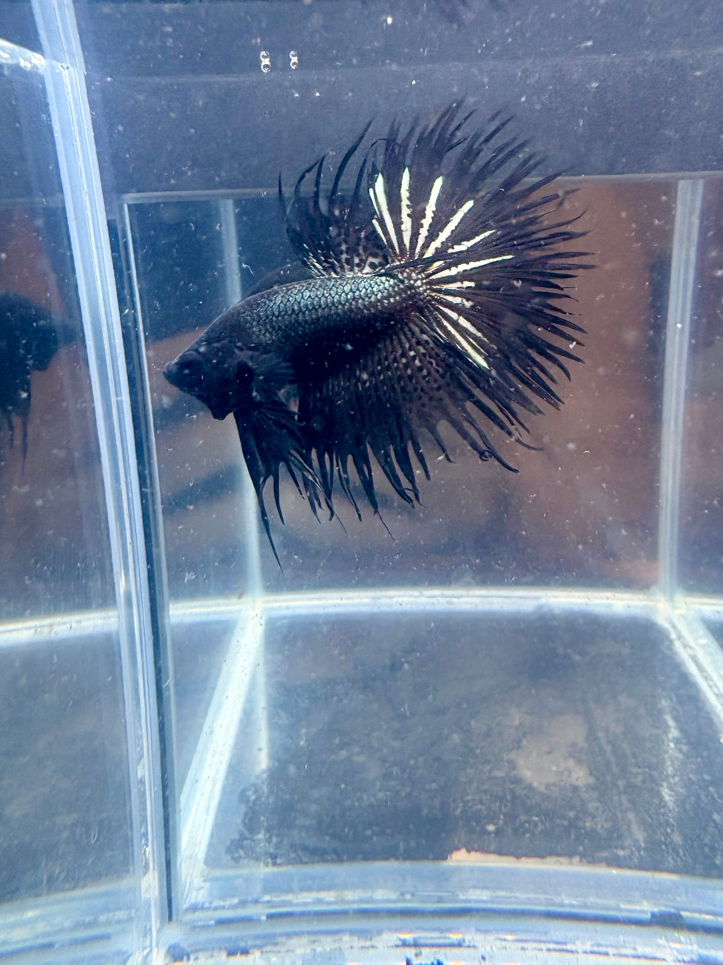 Black Orchid King Crowntail Betta | CG-87