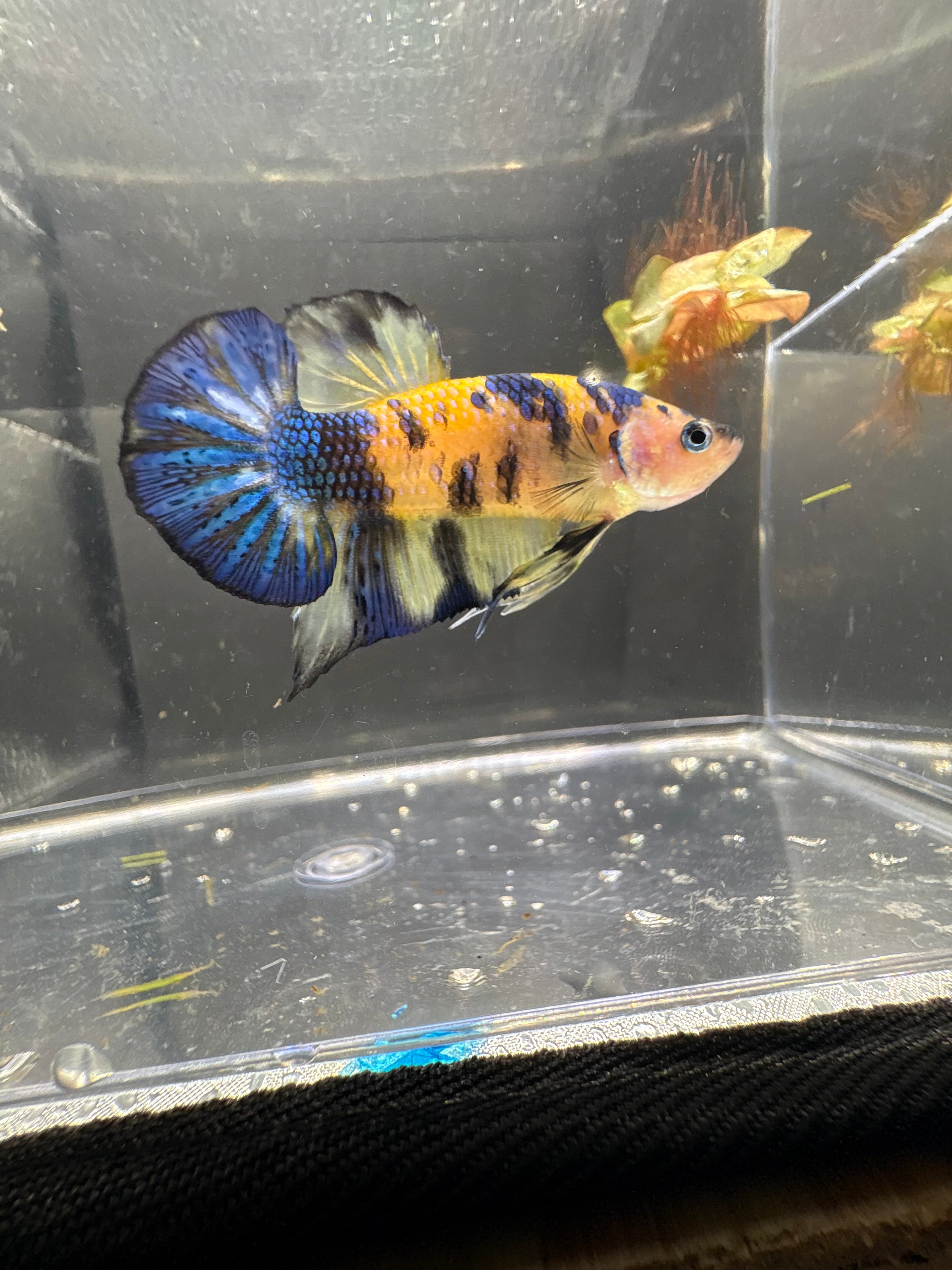 Yellow Fancy HMPK — M-008