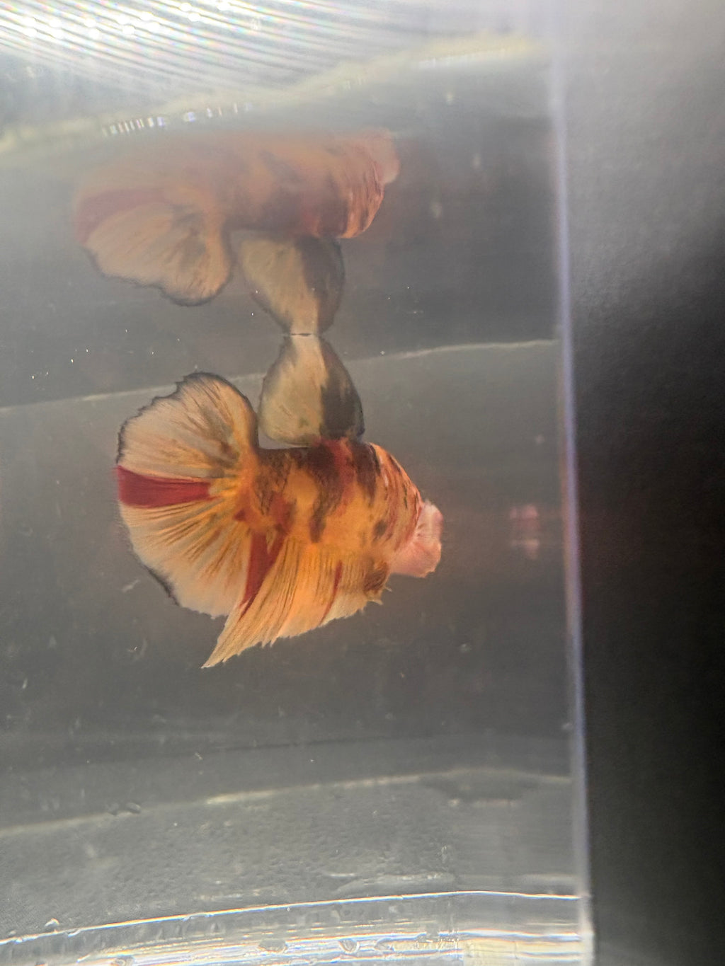 Jumbo KOI Giant Betta Male — G-001