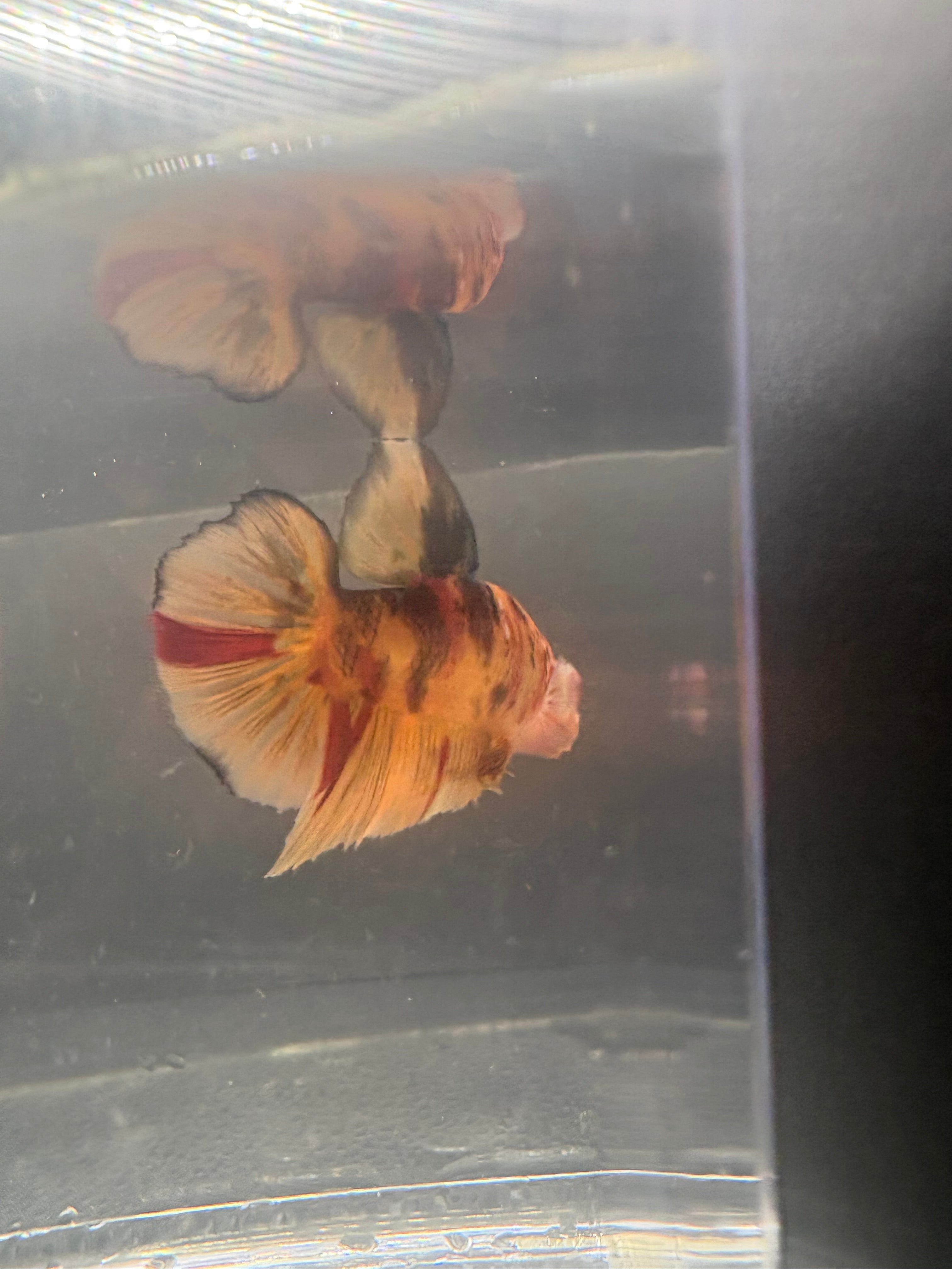 Jumbo KOI Giant Betta Male — G-001
