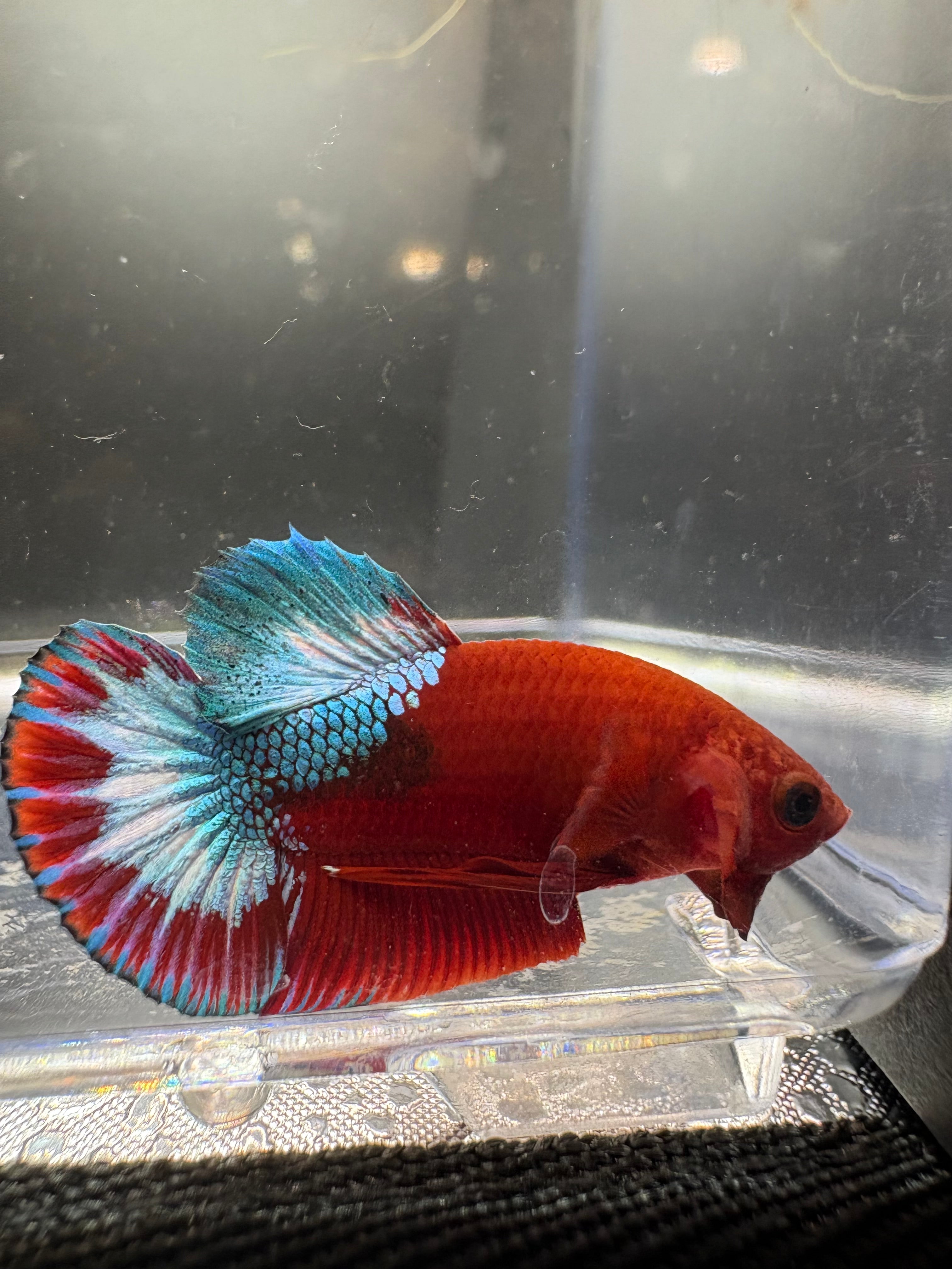 Hellboy Breeding Pair