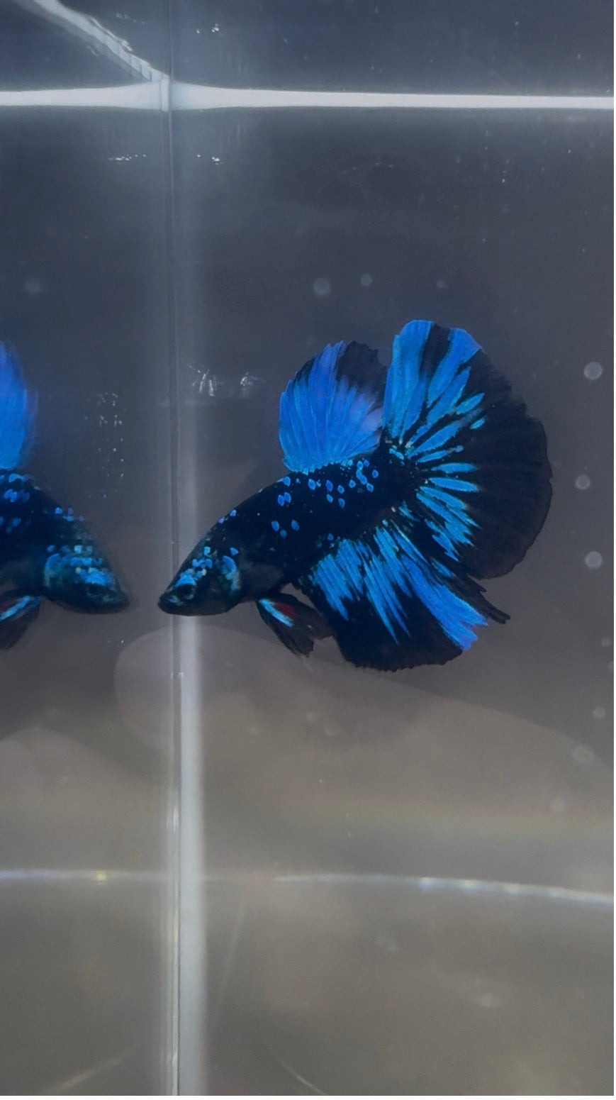 Avatar Galaxy Super Delta Male Betta | RZ-8