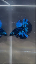 Avatar Galaxy Super Delta Male Betta | RZ-8