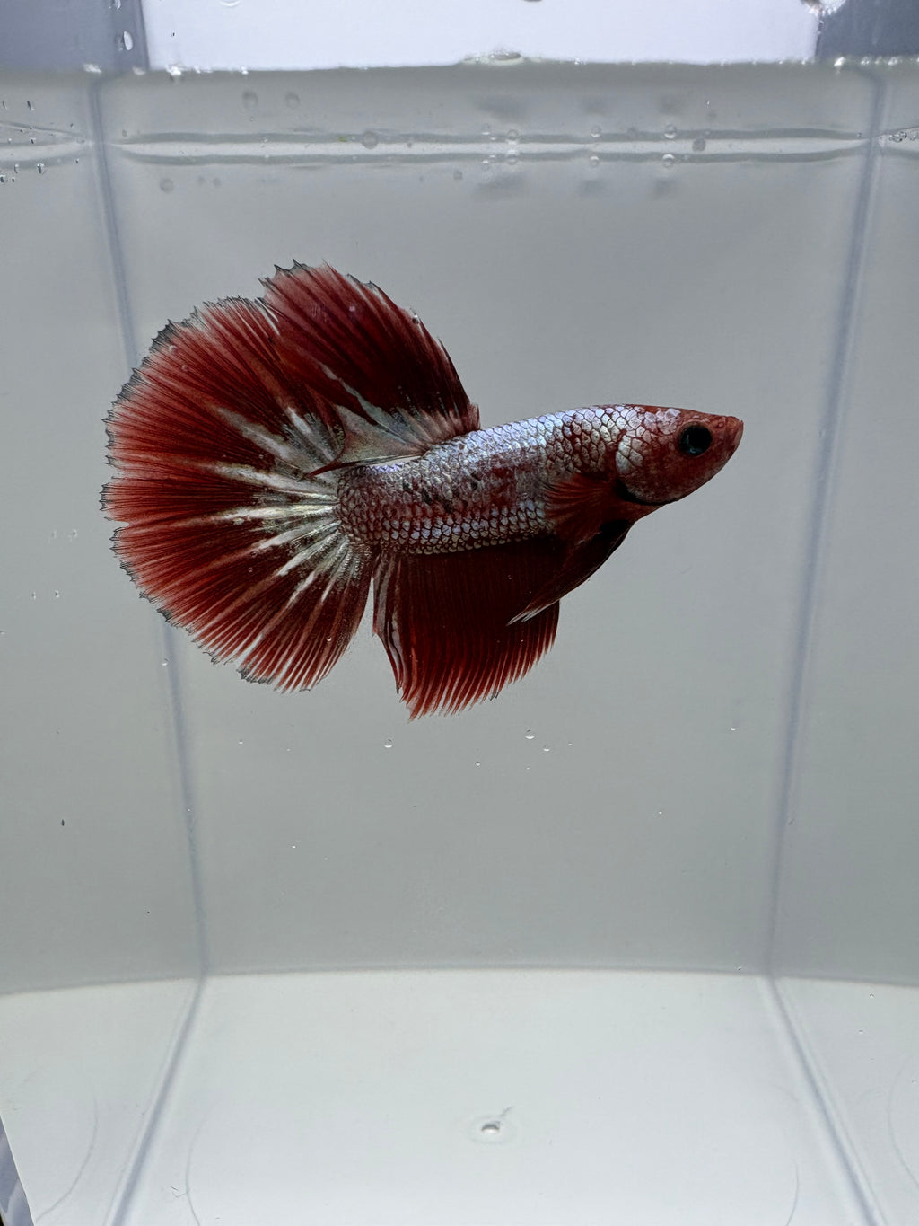 FCCP SÚPER DELTA Male Betta | RZ-40