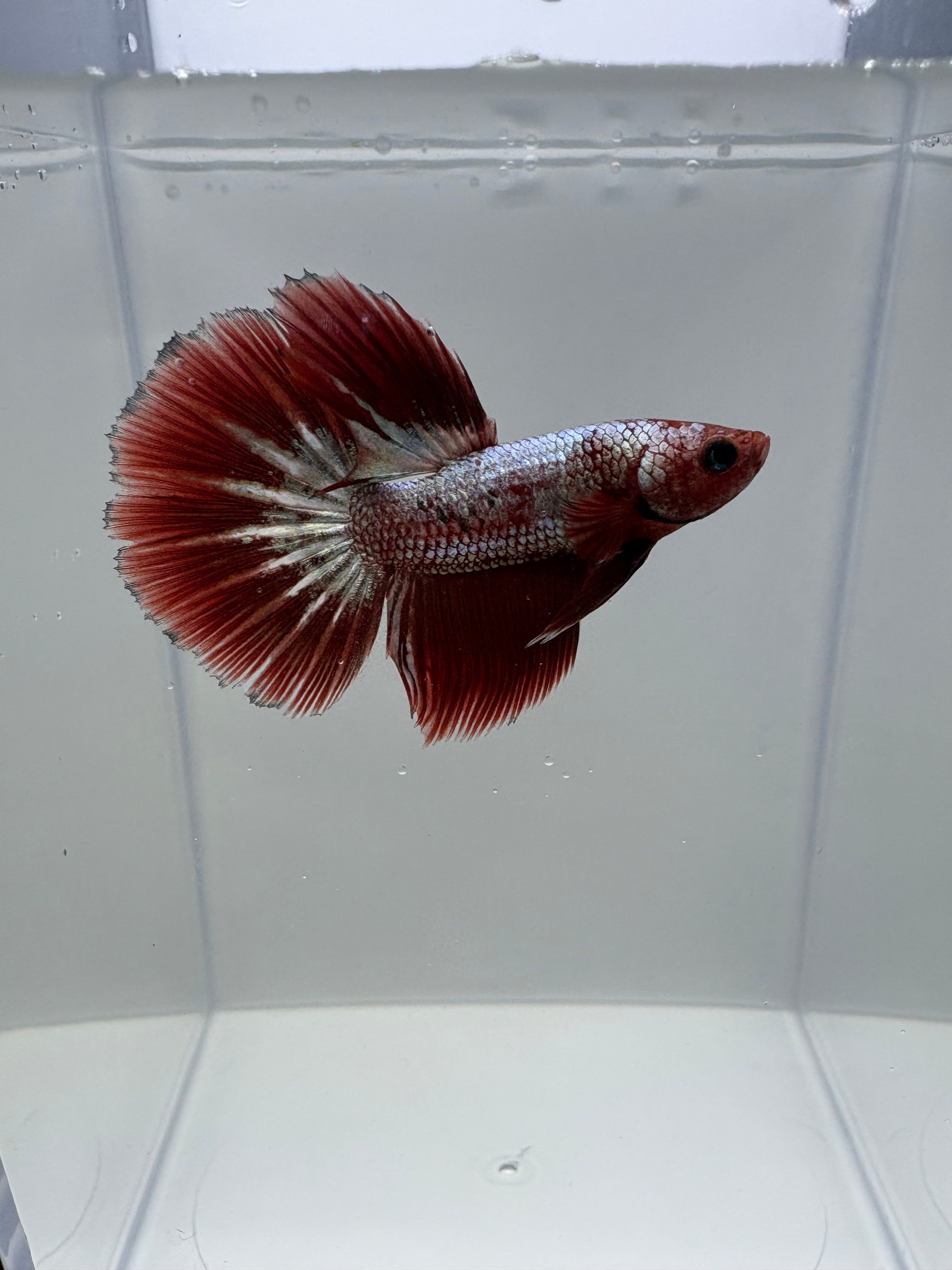 FCCP SÚPER DELTA Male Betta | RZ-40