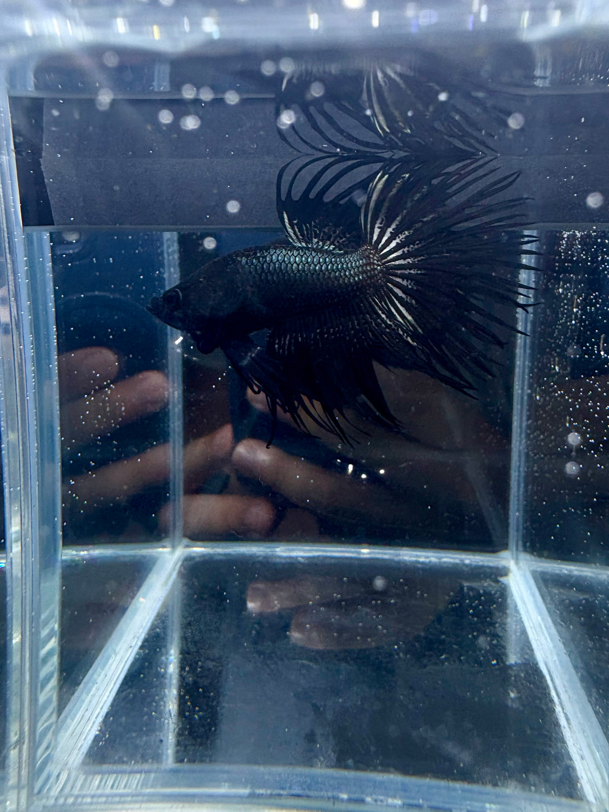 Black Orchid Crowntail Live Betta Fish Male | CG-216