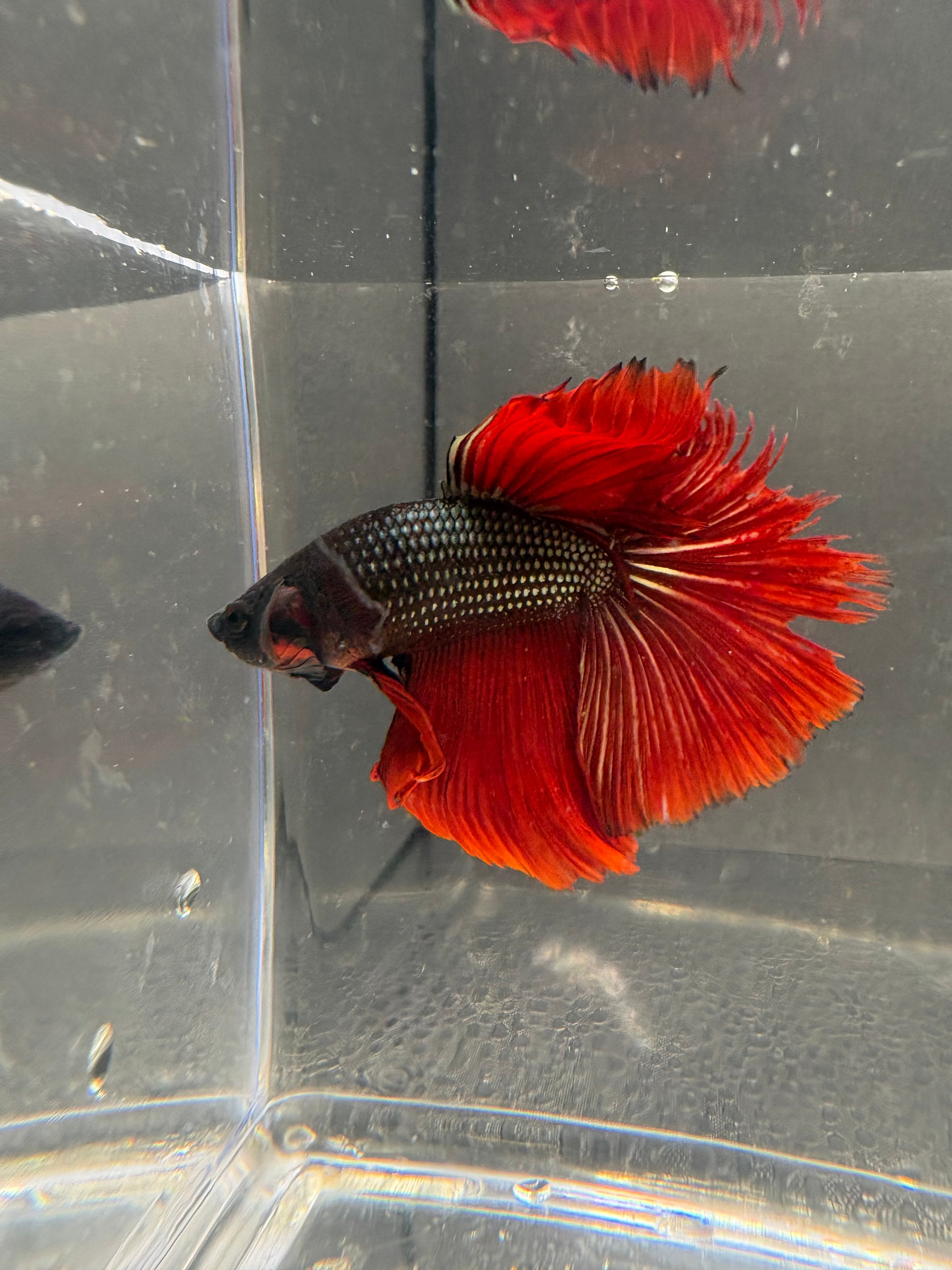 Halfmoon Copper Red — M-003