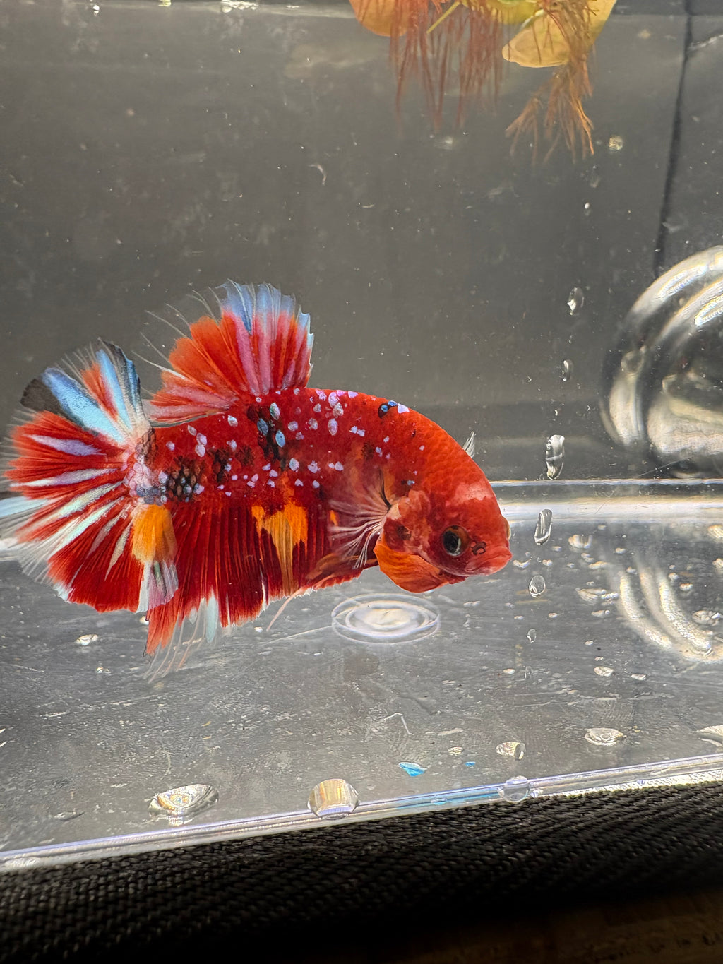 Koi Red Galaxy HMPK — M-010