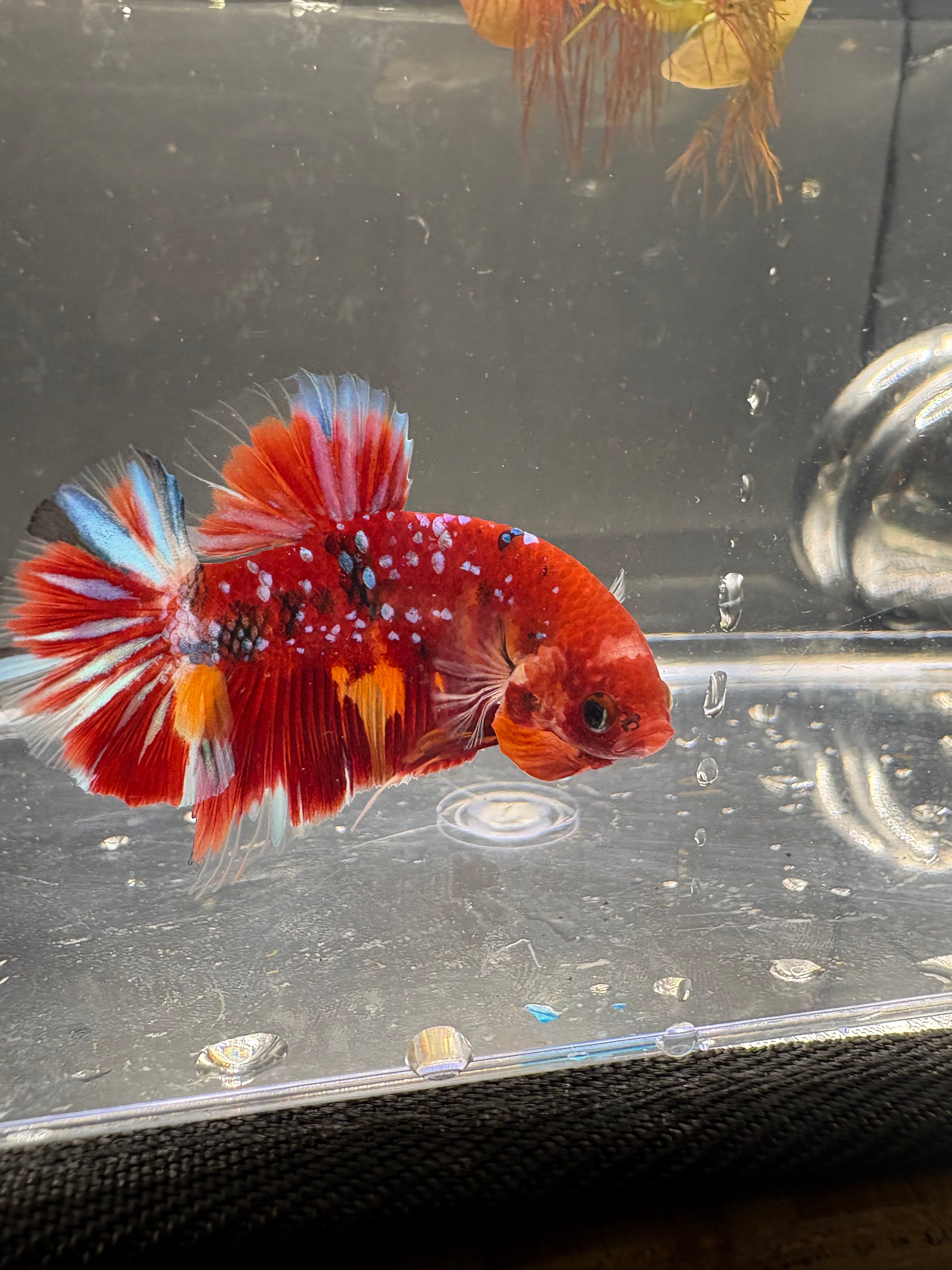Koi Red Galaxy HMPK — M-010