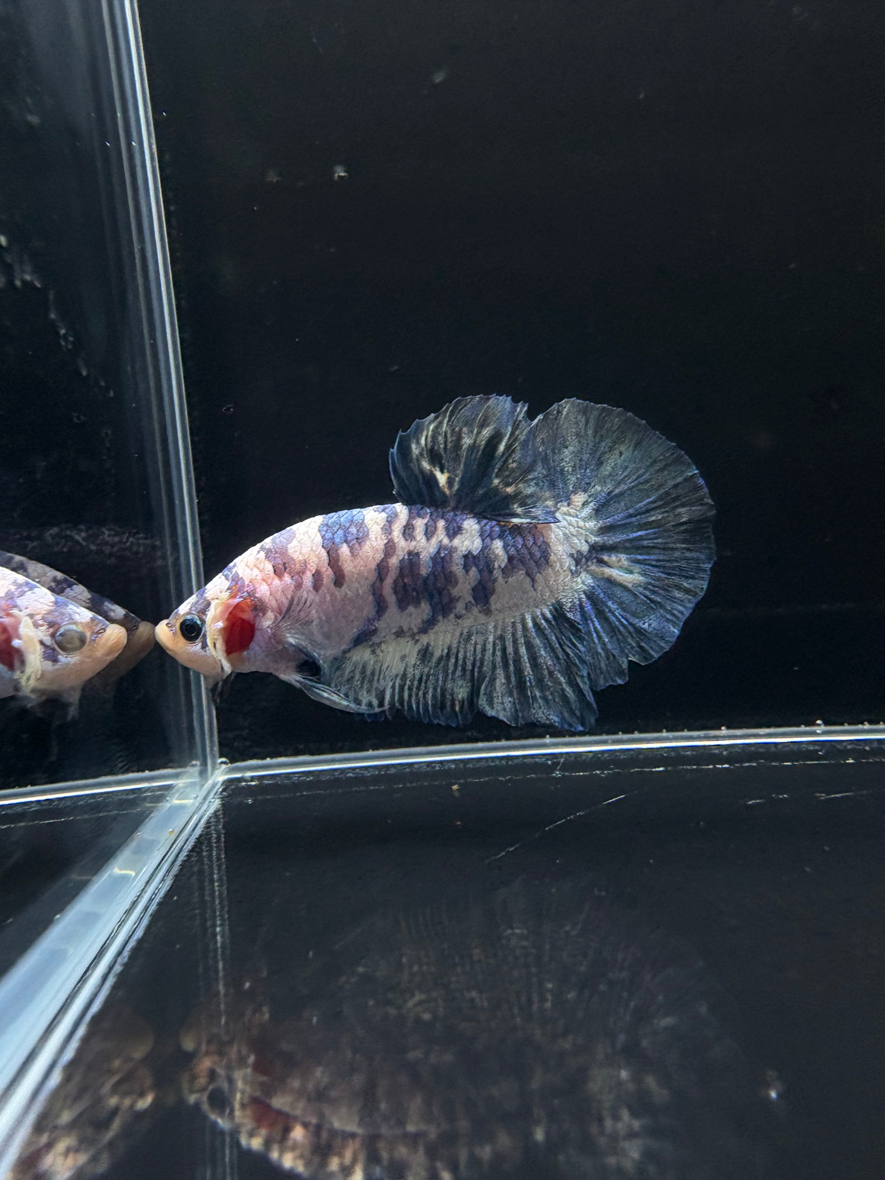 Blue Marble HMPK Male Betta | CG-36