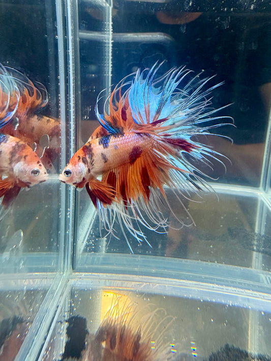 Orange Blue Tiger Crowntail Betta | CG-104