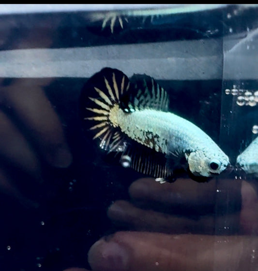 Black Dragon Startail HMPK Male Betta | RZ-33