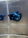 Avatar Galaxy HM Male Betta | RZ-7
