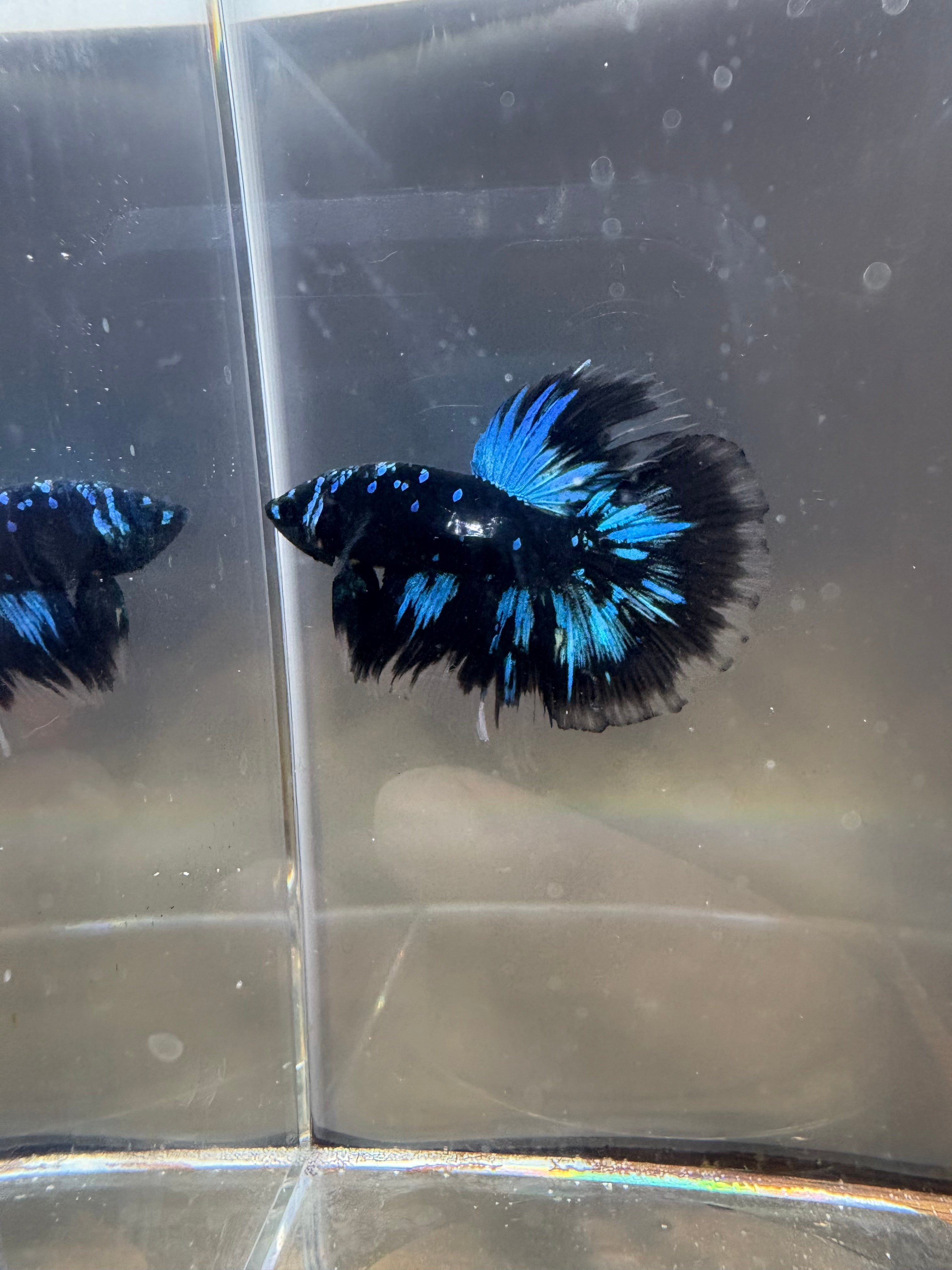 Avatar Galaxy HM Male Betta | RZ-7