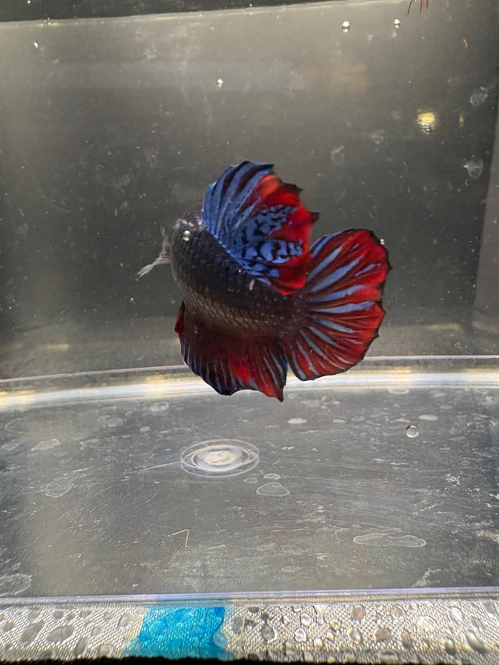 Blue Thai Fighter Breeding Pair (1)