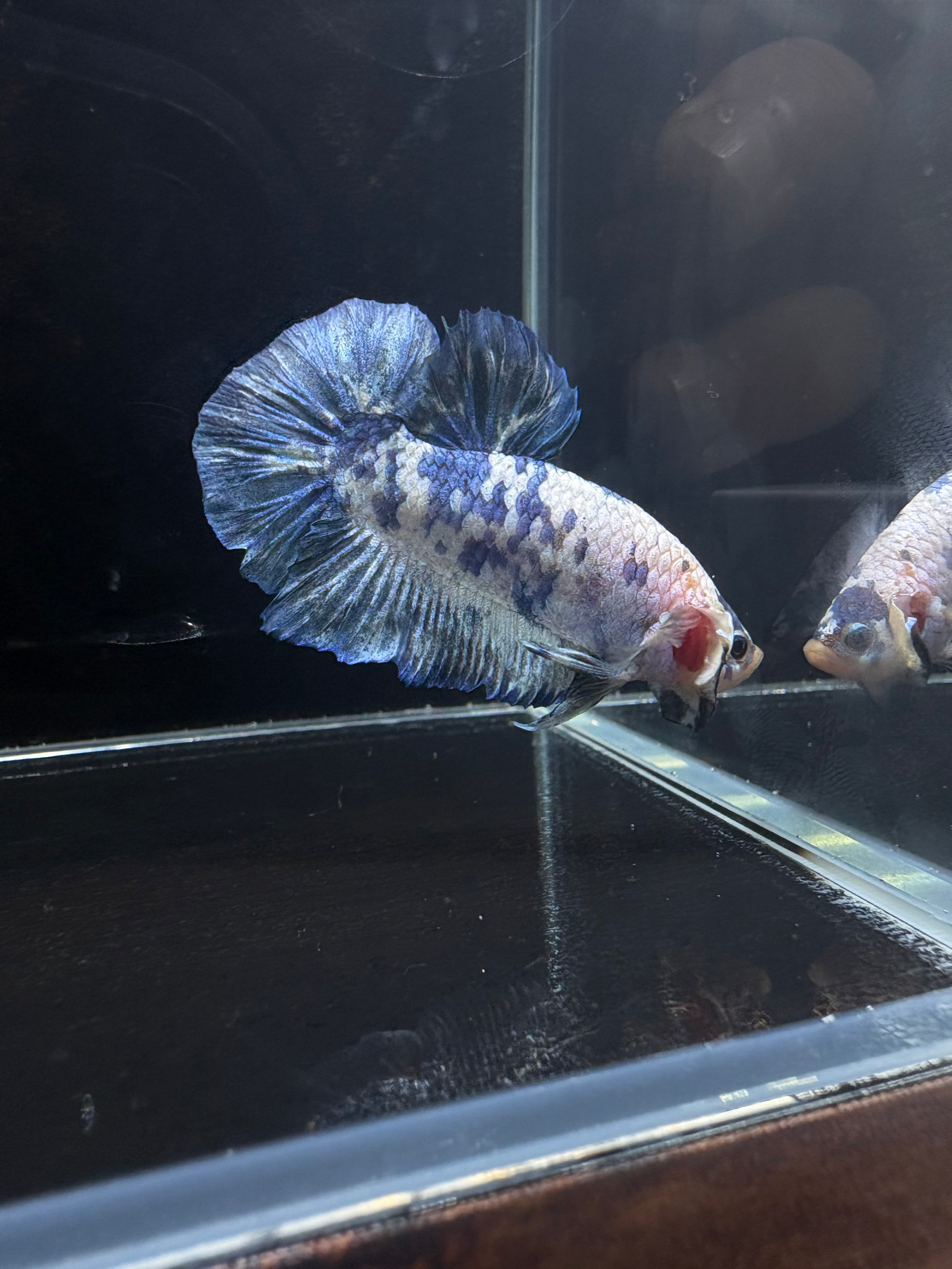 Blue Marble HMPK Male Betta | CG-36