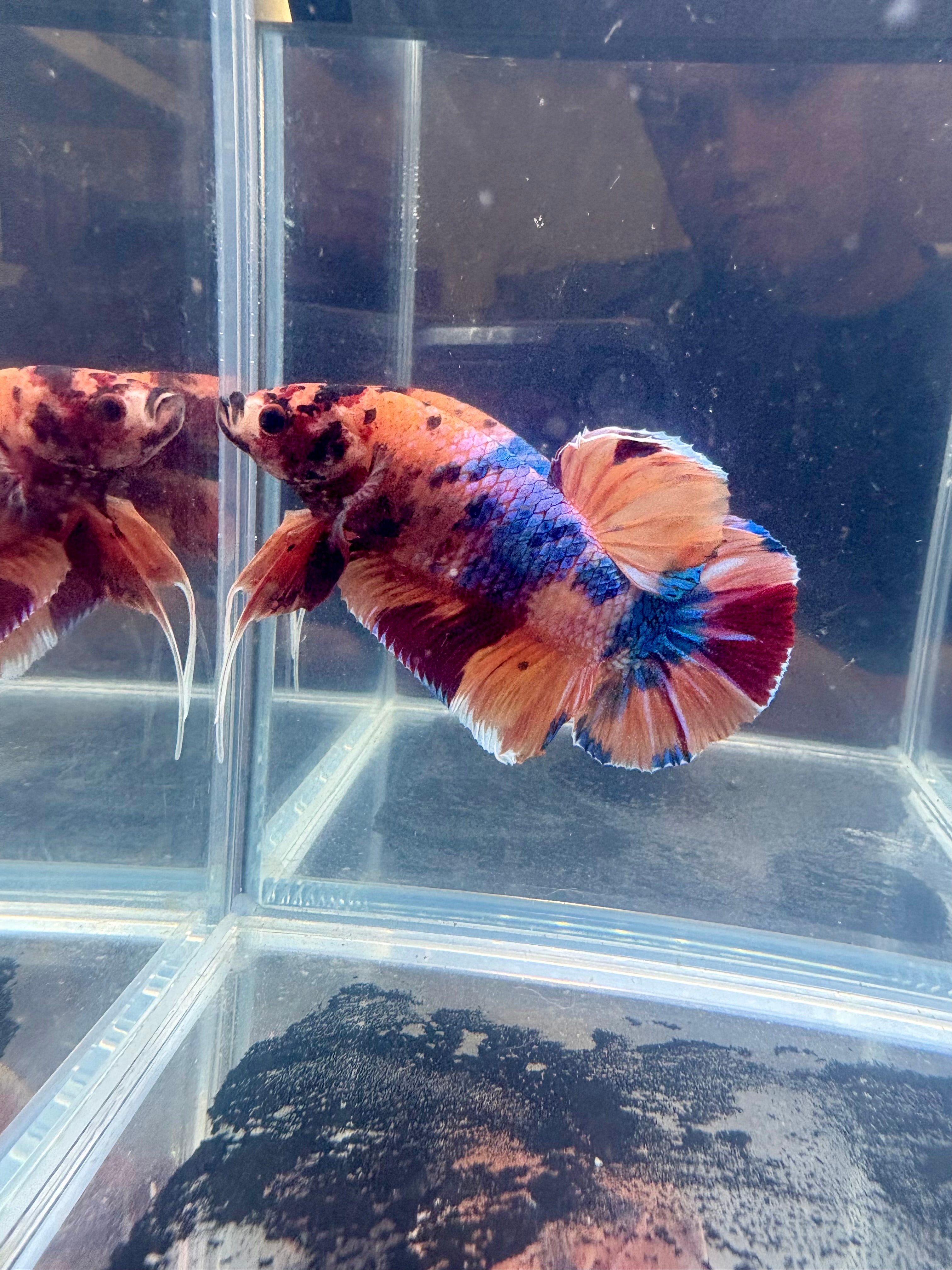 Giant Jumbo Candy Galaxy Koi Male Betta Fish Male | CG-75