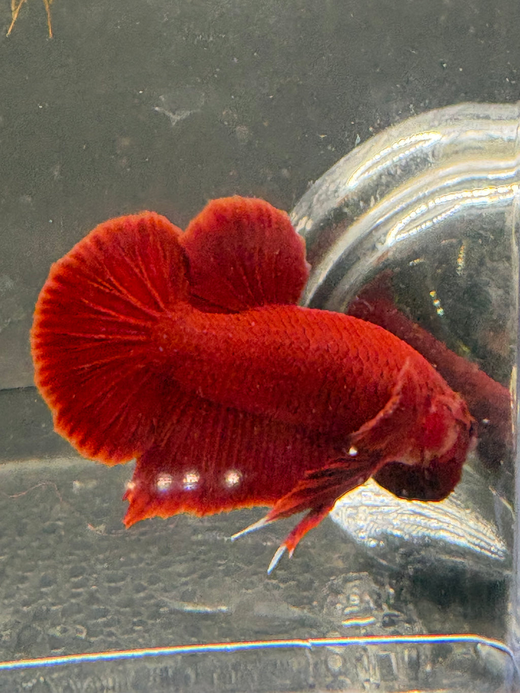Super Red HMPK — M-011