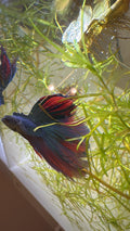 Halfmoon Bicolor; Blue — M-004