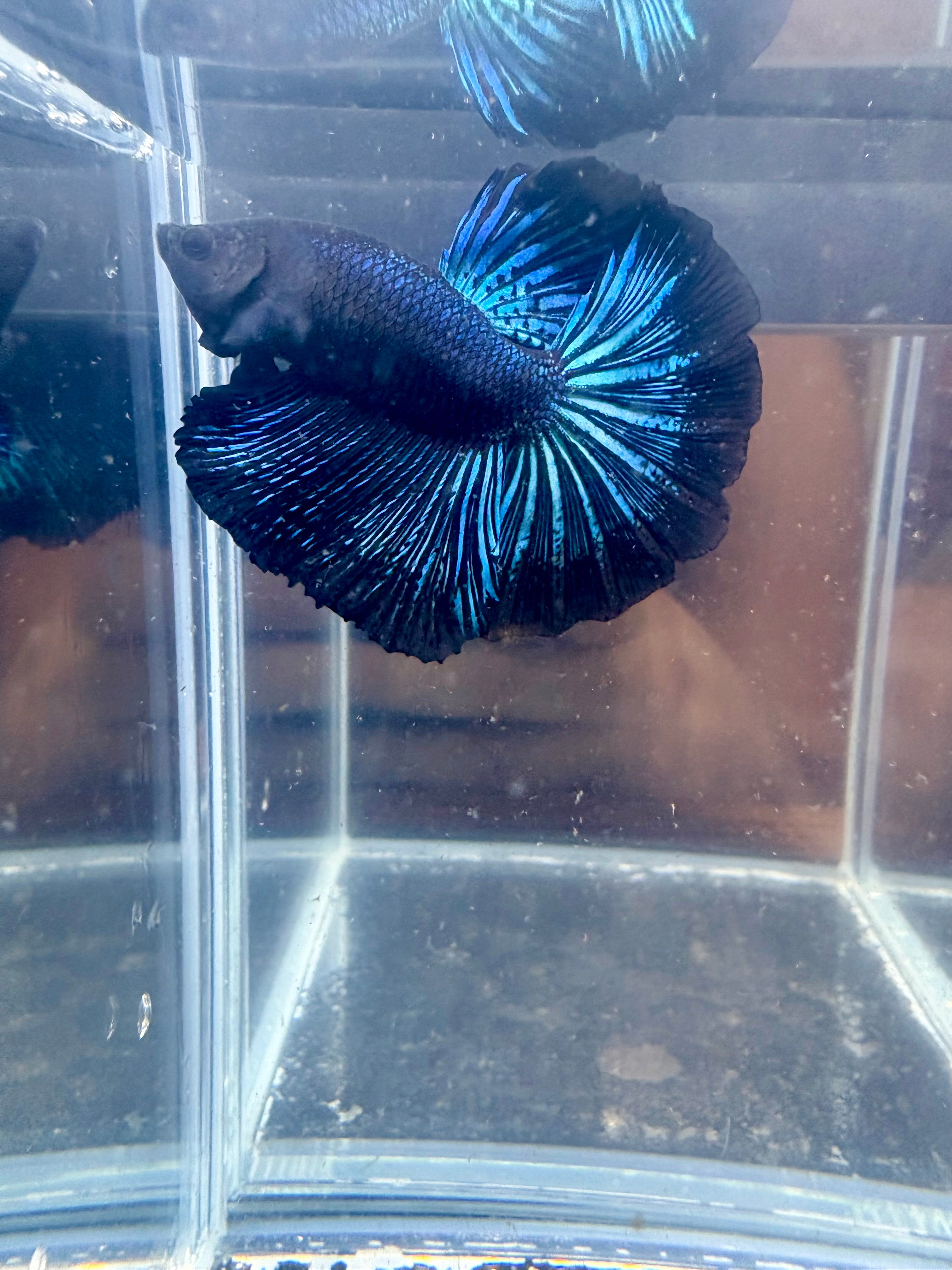 Black Light Halfmoon Male Betta | CG-101