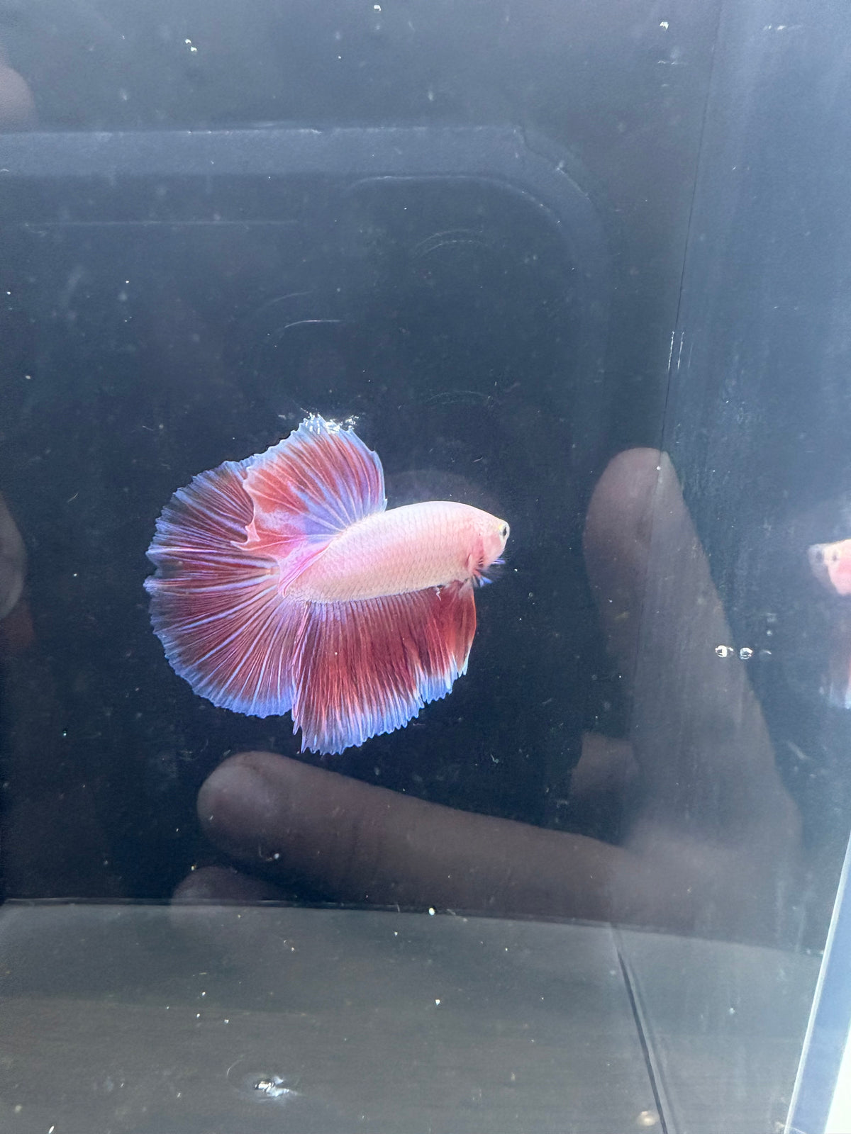 Pink HM Male Betta | RZ-96
