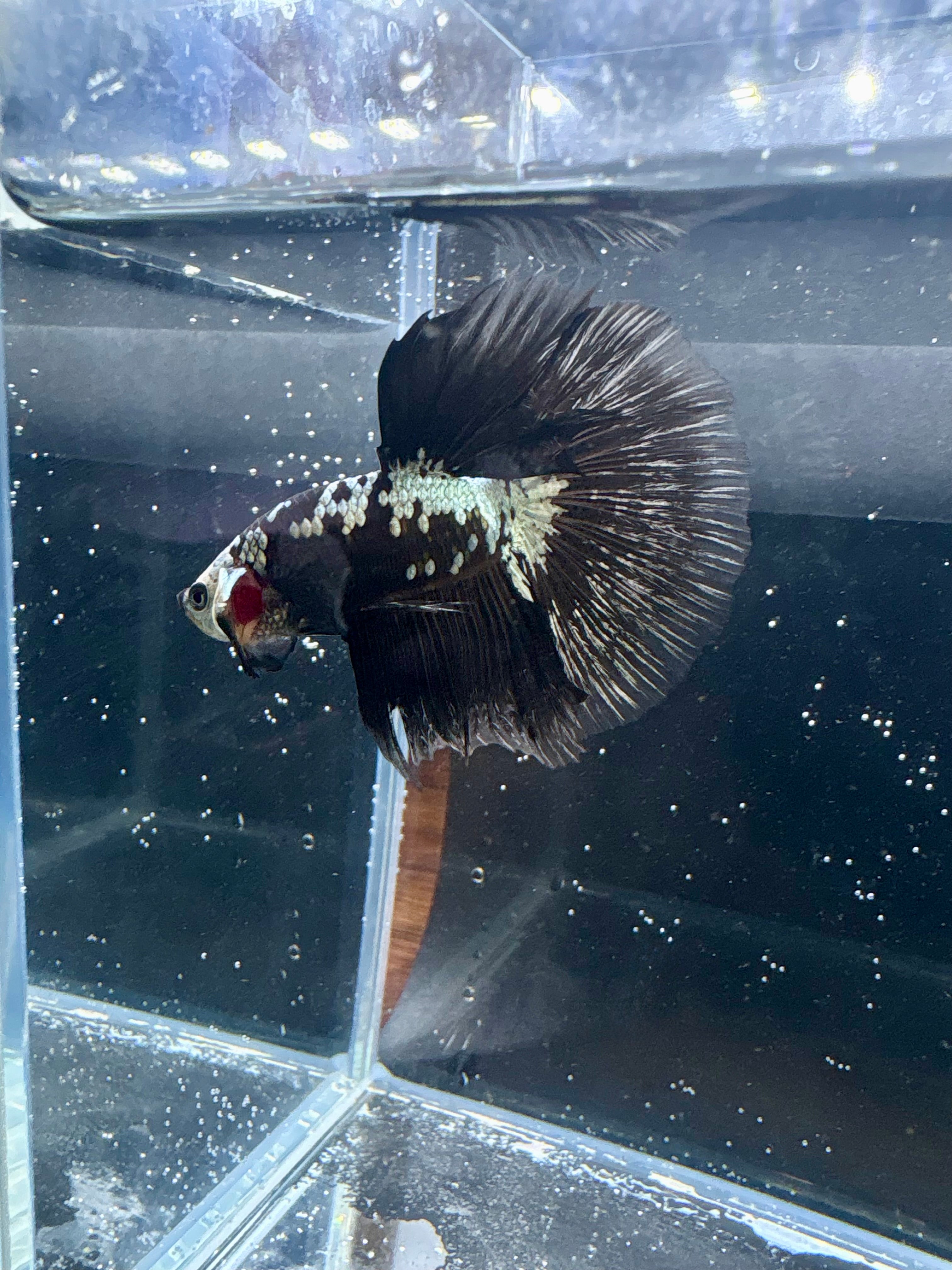 Black Samurai Marble Halfmoon Male Betta | CG-123