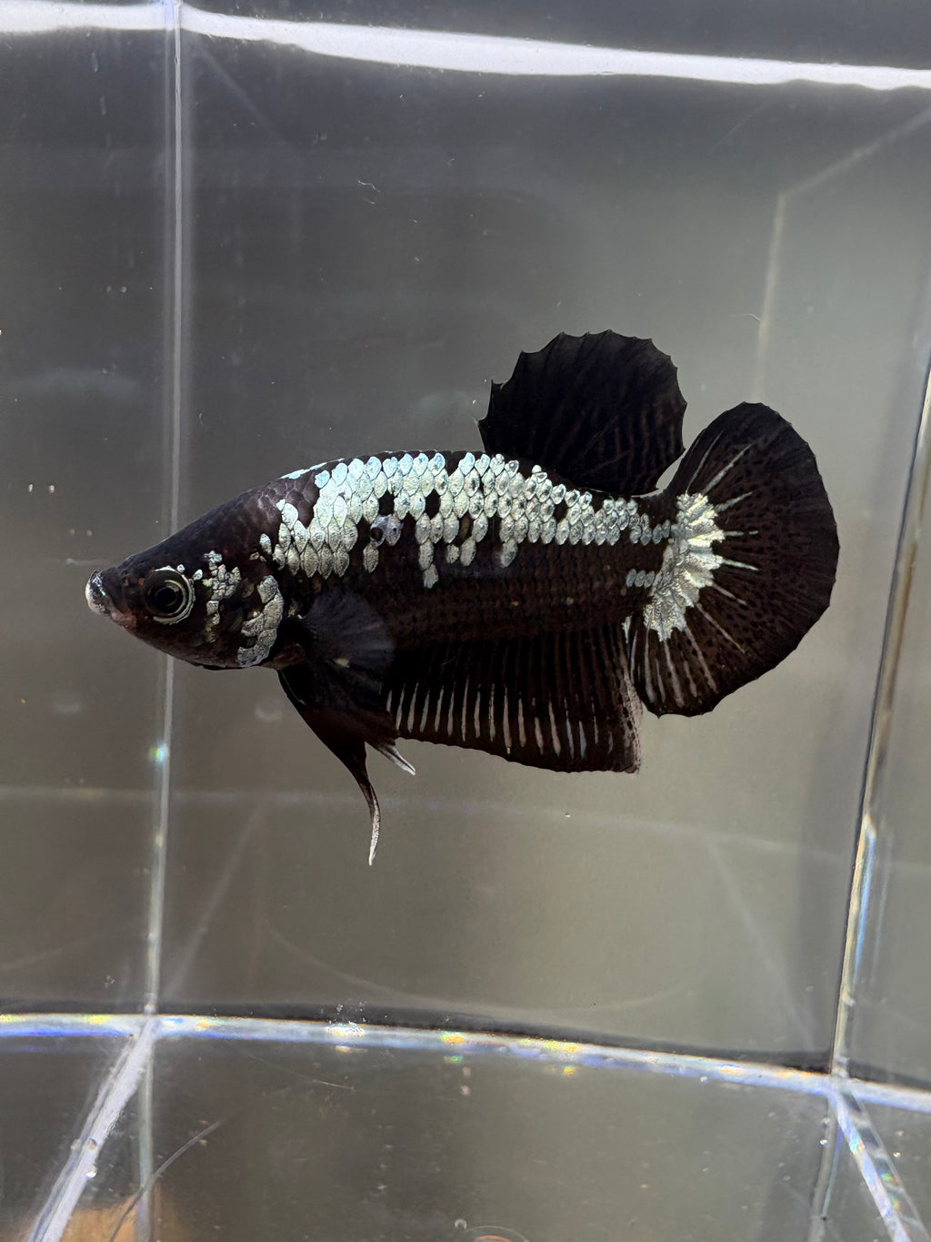 Samurai HMPK Male Betta | CG-61