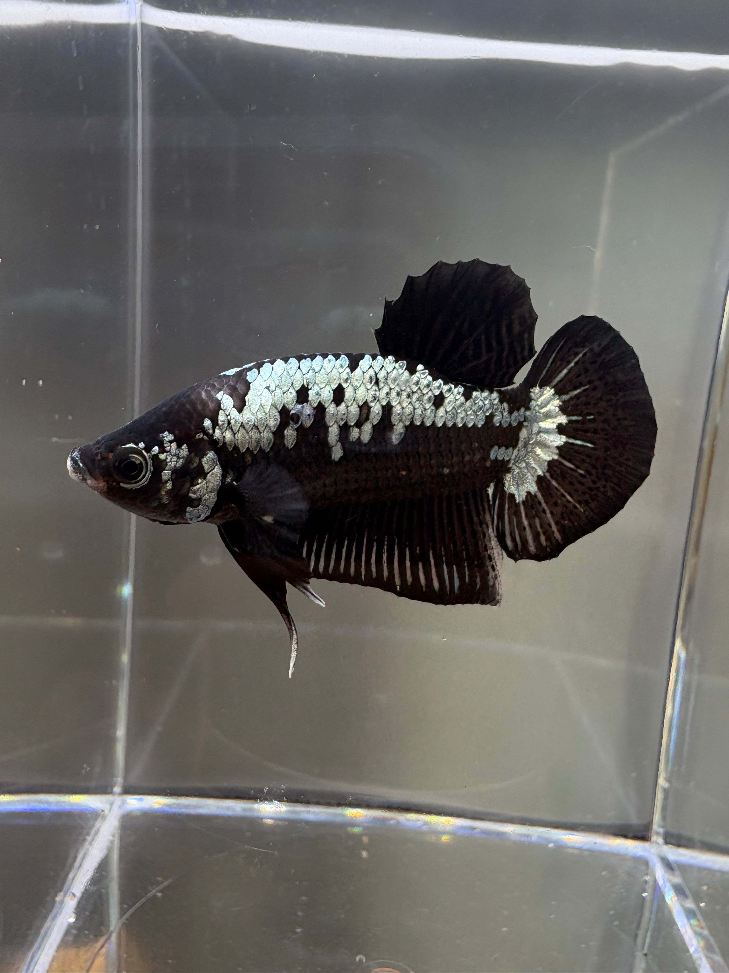 Samurai HMPK Male Betta | CG-61