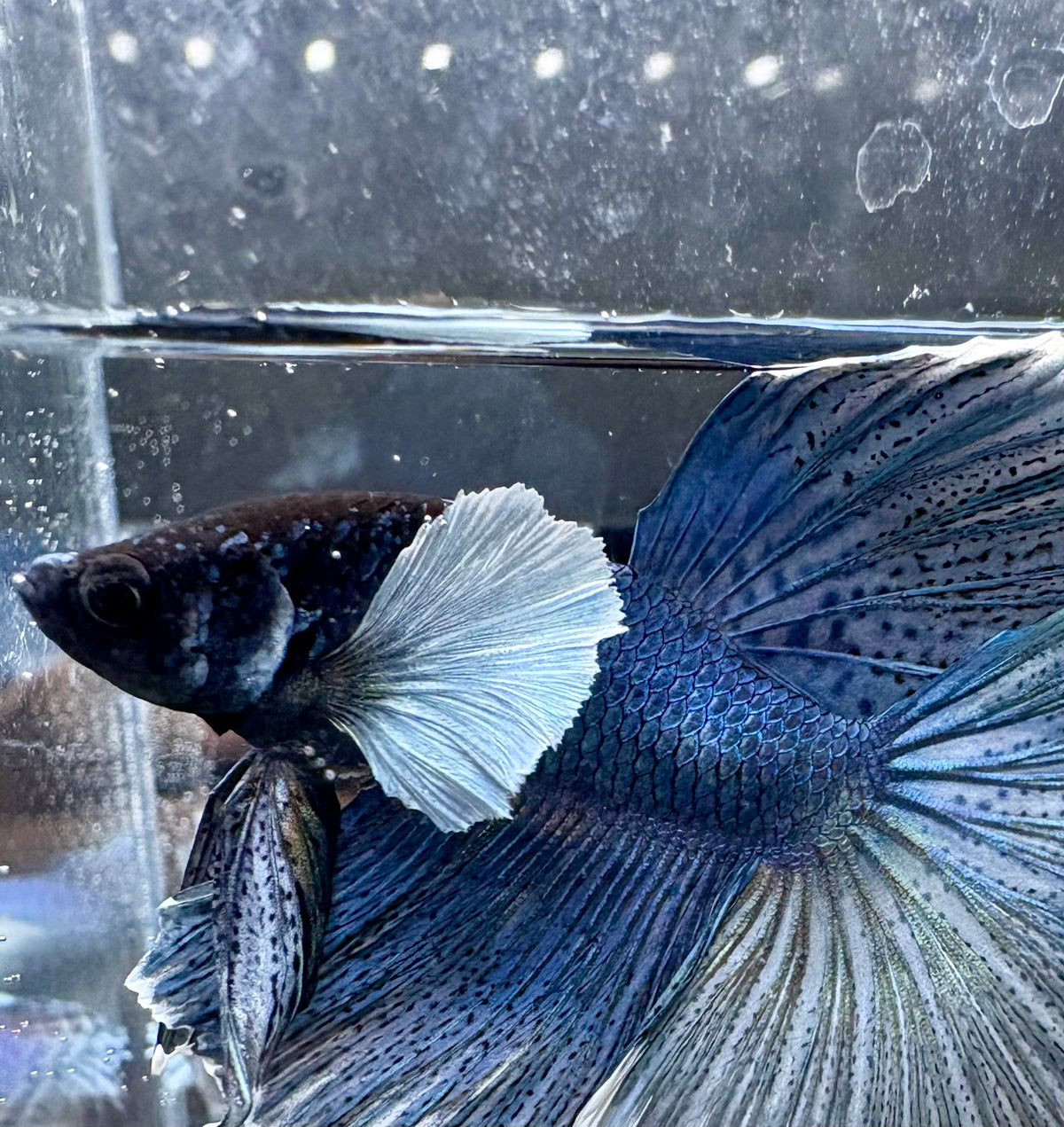 Dumbo Ear Turquoise Halfmoon Live Betta Fish Male | CG-185