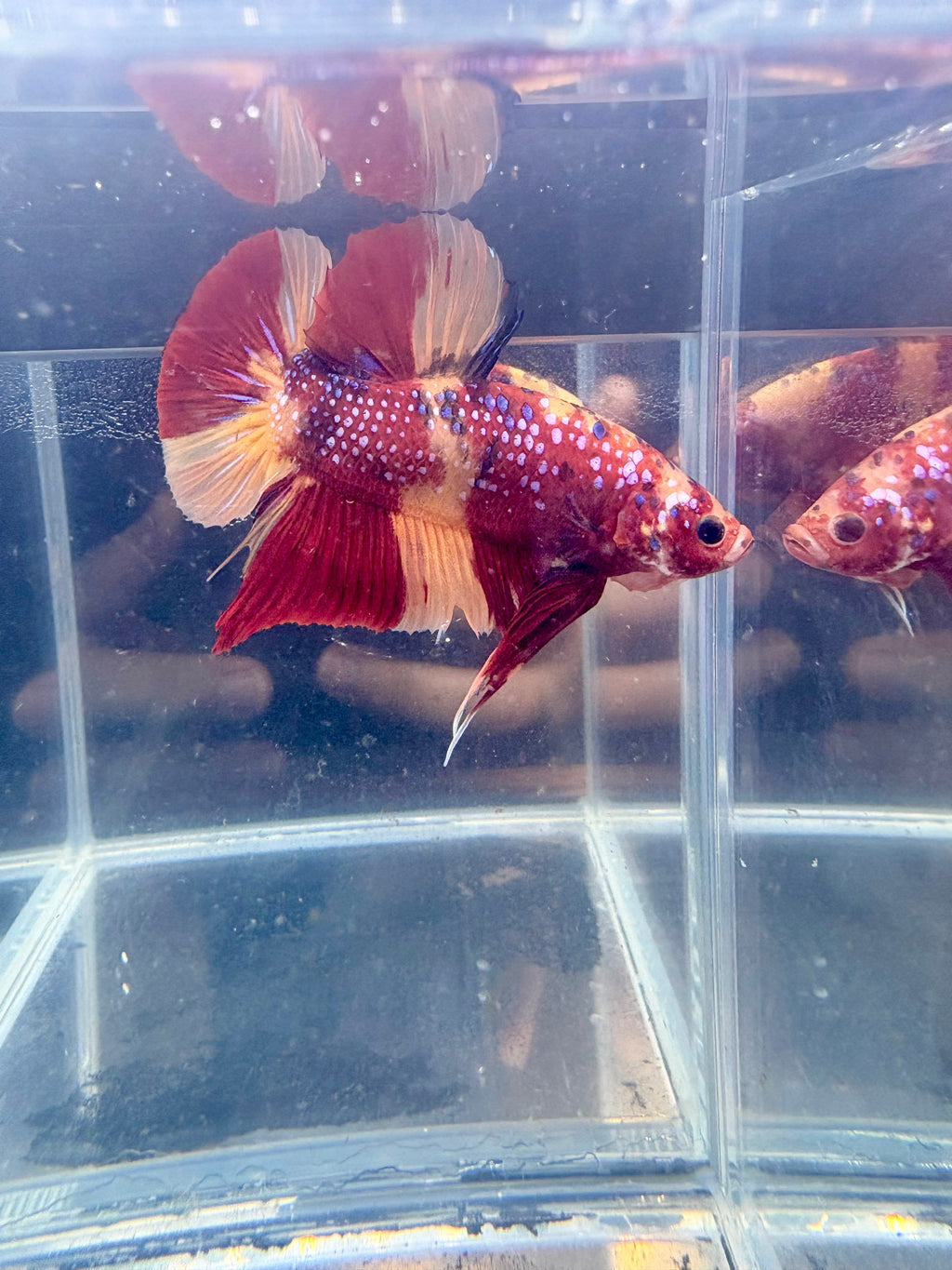 Giant Nemo Koi Galaxy Halfmoon Plakat Male Betta | CG-77