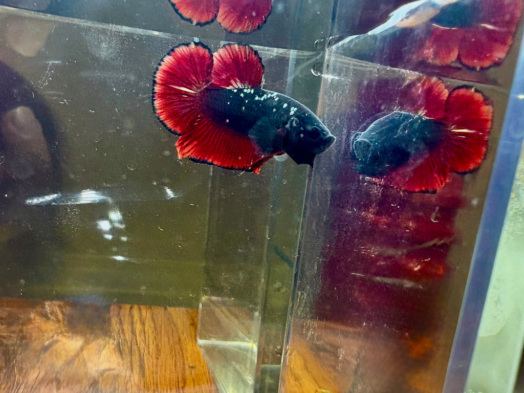Avatar Nebula Male Betta | RZ-11