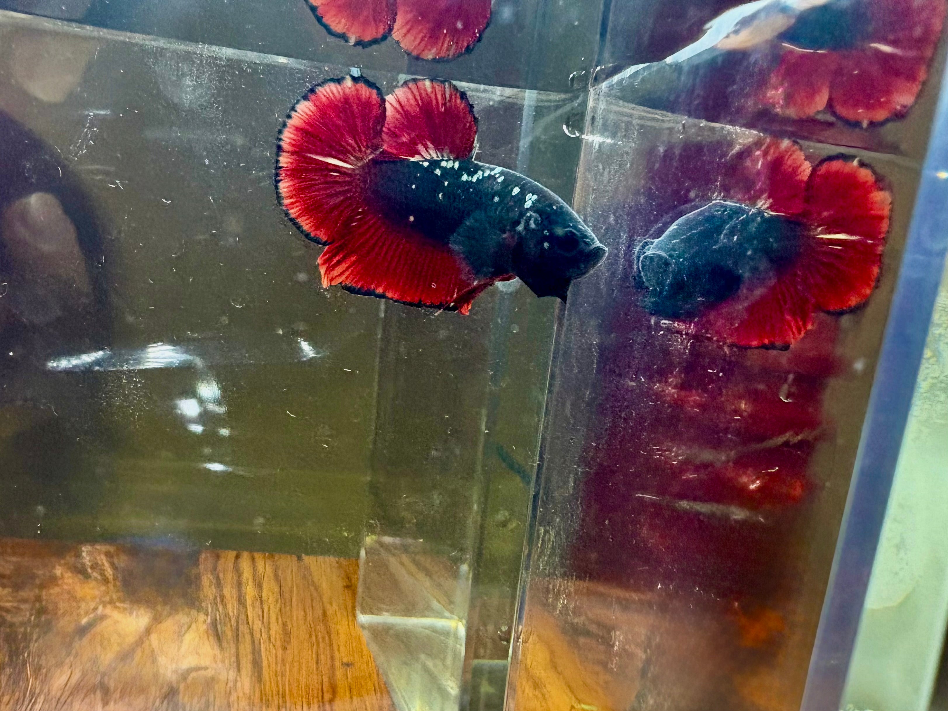 Avatar Nebula Male Betta | RZ-11