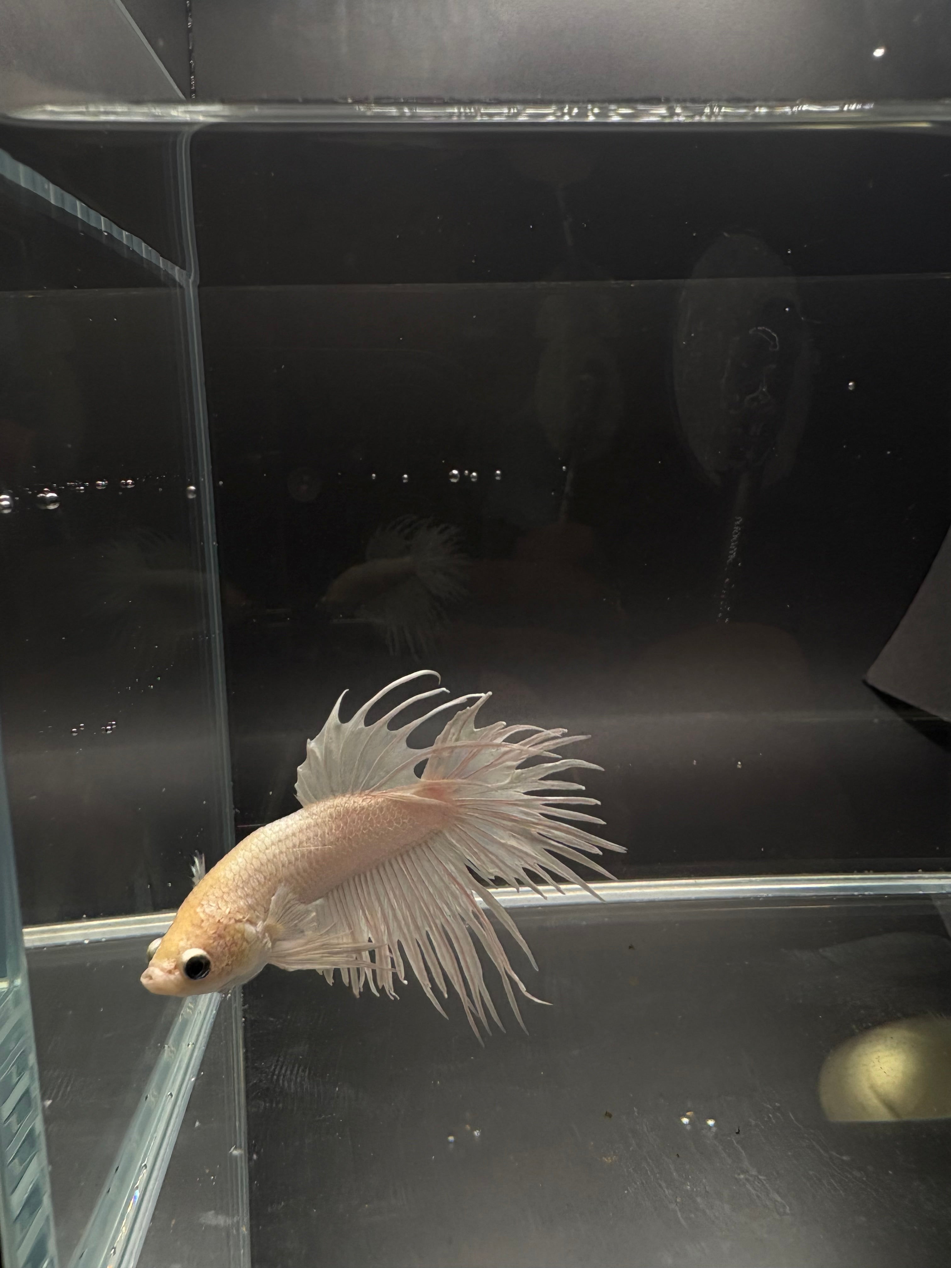 White Crowntail — M-030(1)