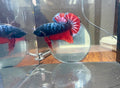 Avatar Vampiro HMPK Male Betta | RZ-80