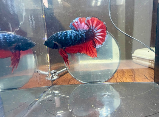 Avatar Vampiro HMPK Male Betta | RZ-80