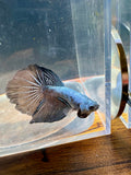 Samurai Gray Delta Male Betta | RZ-54