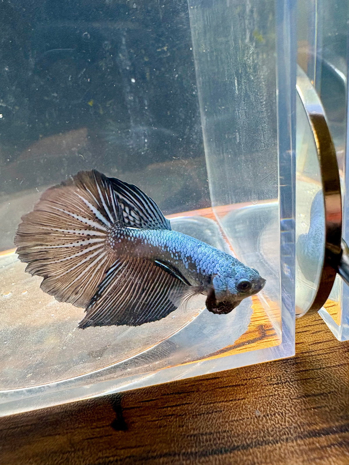 Samurai Gray Delta Male Betta | RZ-54