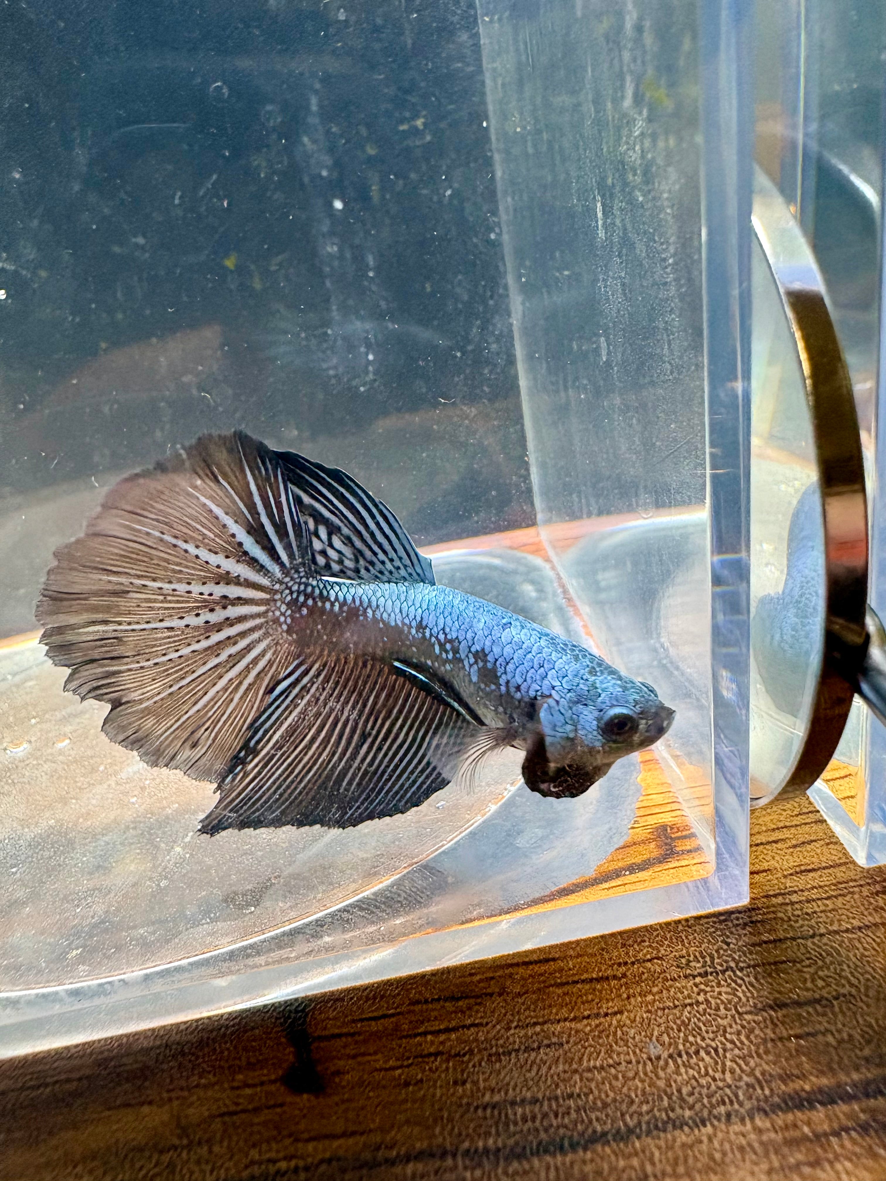 Samurai Gray Delta Male Betta | RZ-54