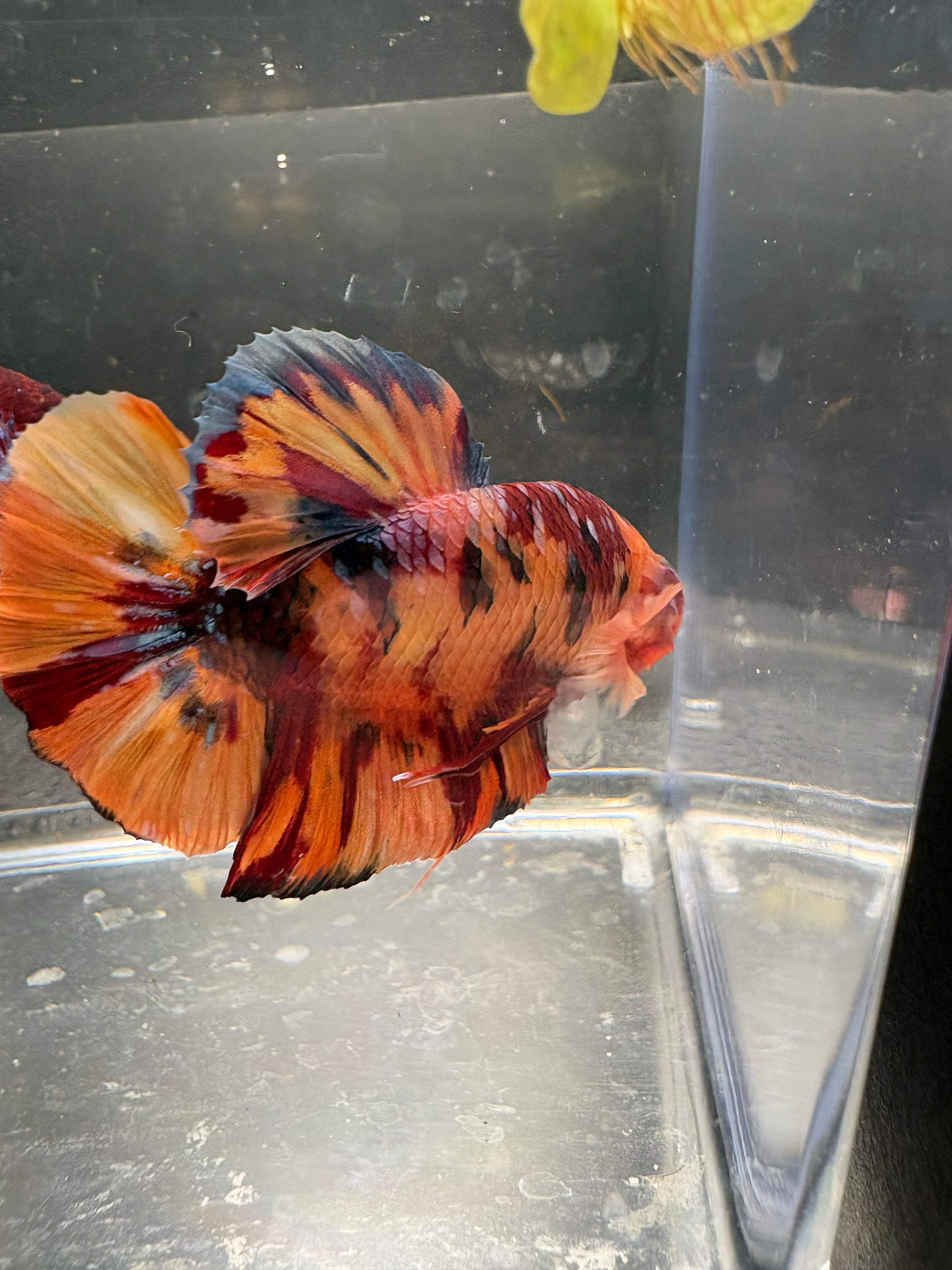 Giant HMPK Breeding Pair