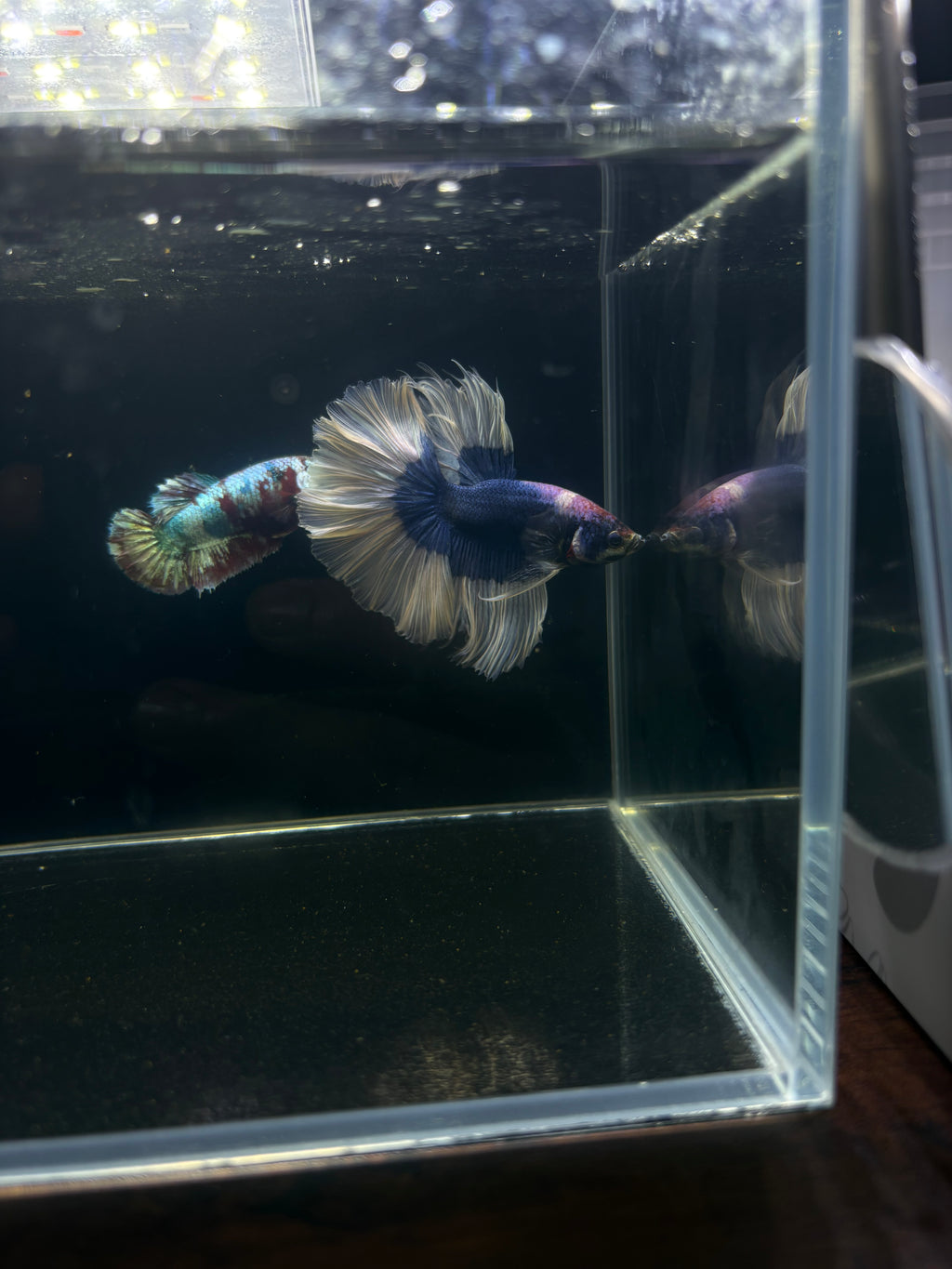 Blue Butterfly HM Male Betta | CG-40