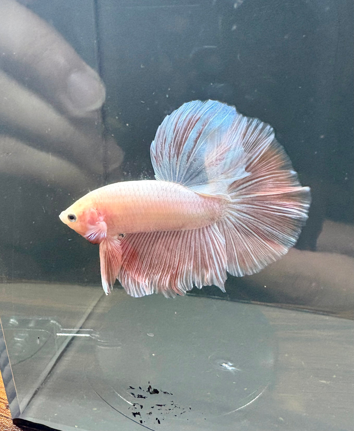 Pink HM Male Betta | RZ-97