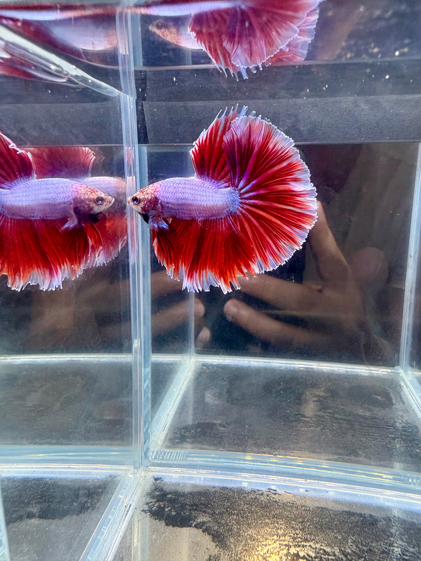 Red Butterfly HM Male Betta | CG-63