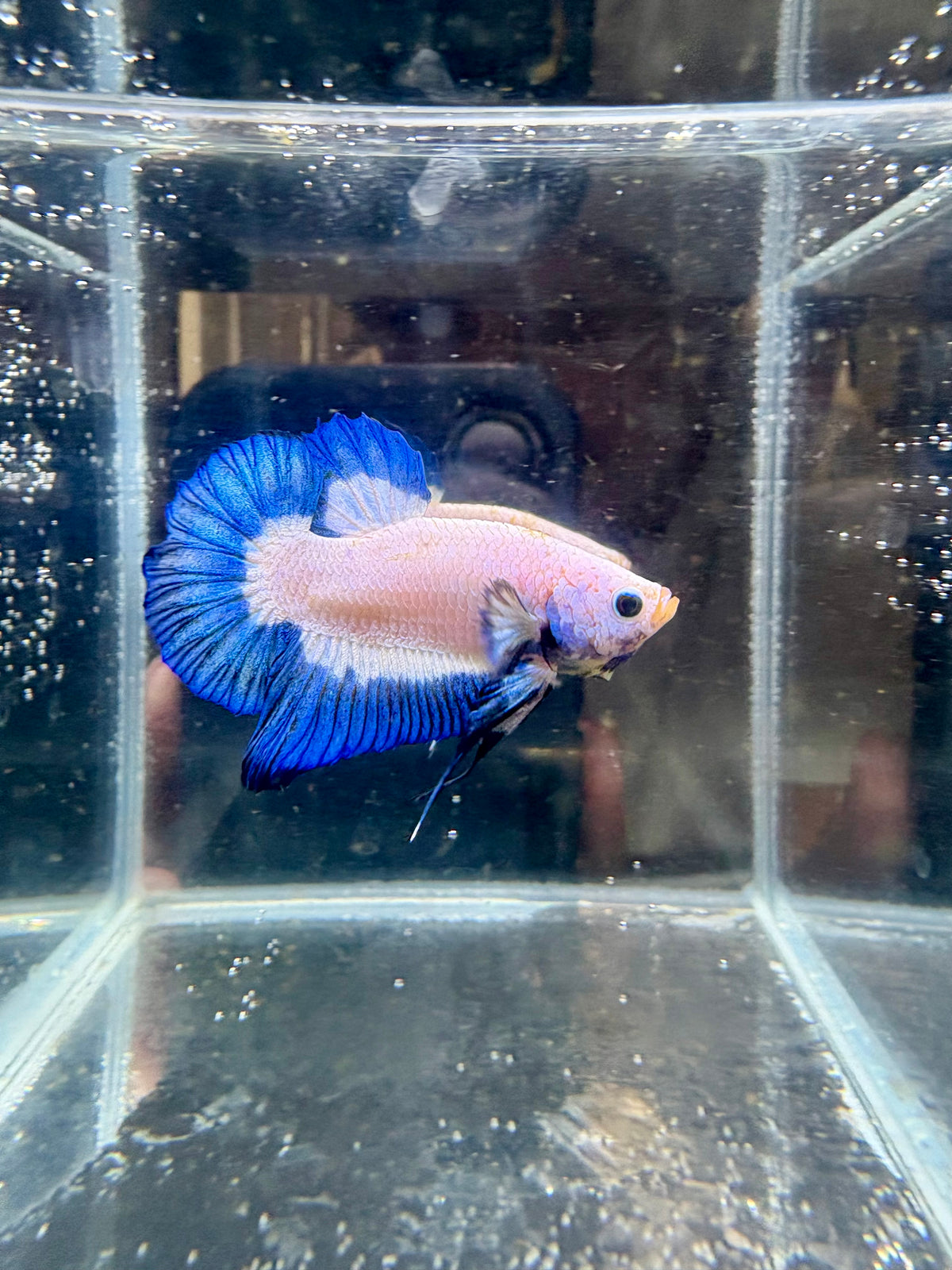 Blue Rim Marble HMPK Male Betta | CG-273