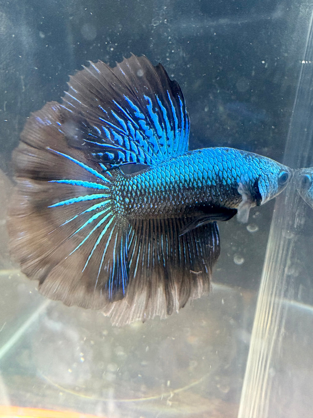 GREEN SAMURAI HM Male Betta | RZ-55